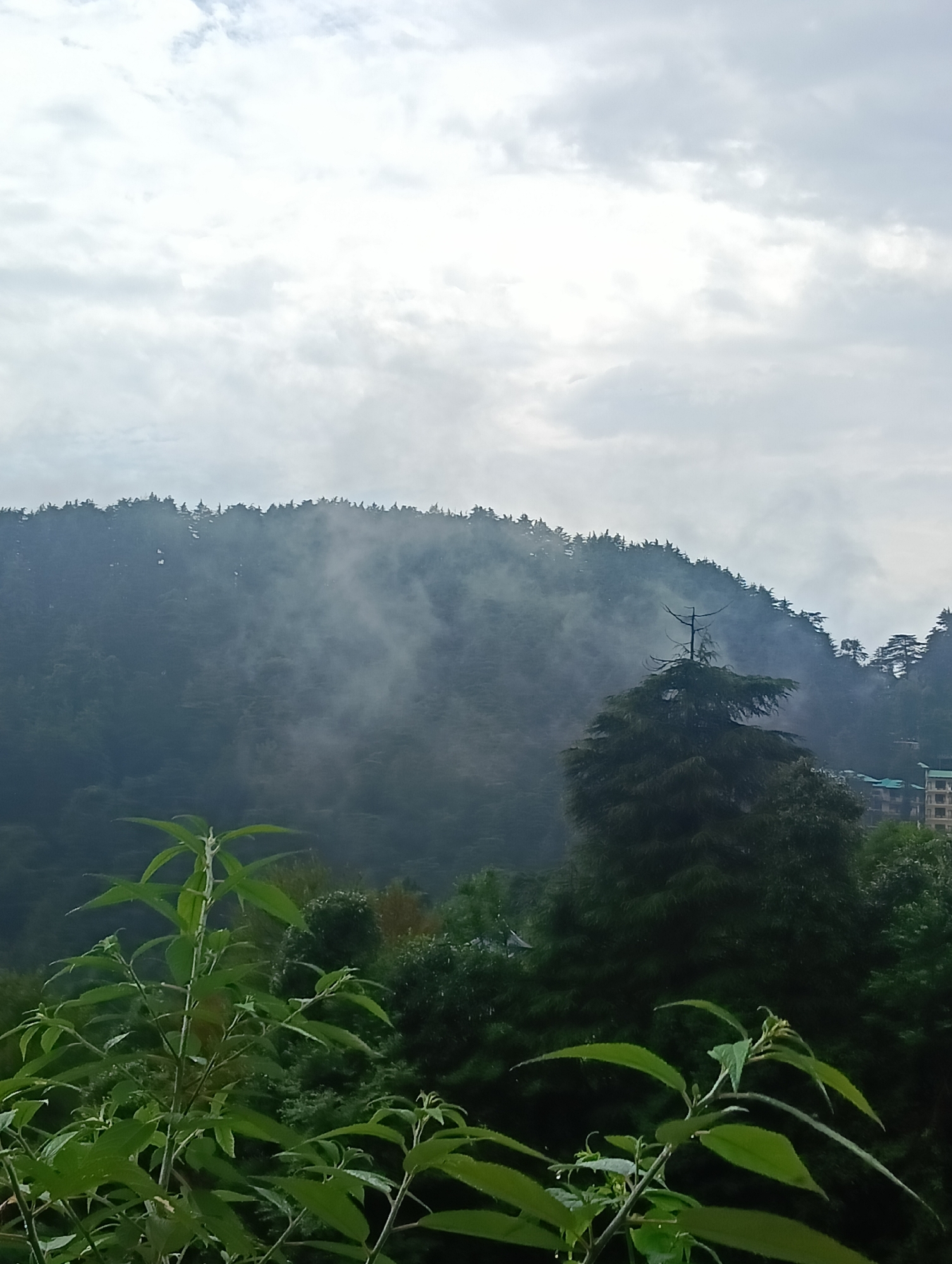 The image depicts a cloudy, overcast sky above a densely forested hillside. Mist or fog hangs low on the hillside, partially obscuring the trees and creating a hazy effect. In the foreground, green foliage is visible, some of it out of focus. Several buildings, appearing to be part of a town or village, are nestled on the lower slopes of the hill towards the right side of the frame. The overall impression is one of a natural, mountainous landscape, possibly during or after rainfall. The image does not show any people or specific actions.