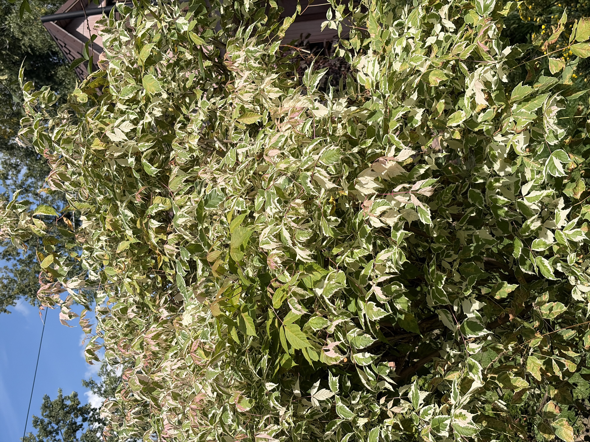 The image depicts a dense, variegated bush with leaves that are green, white, and tinged with pinkish-red. The bush is situated outdoors, with a bright blue sky visible at the top and the tops of trees in the background. To the right, a portion of a wooden structure with a brown, shingled roof and a darker brown vertical element is visible. The scene appears to be a residential yard or garden. The image was taken in Balashikha, Russia.