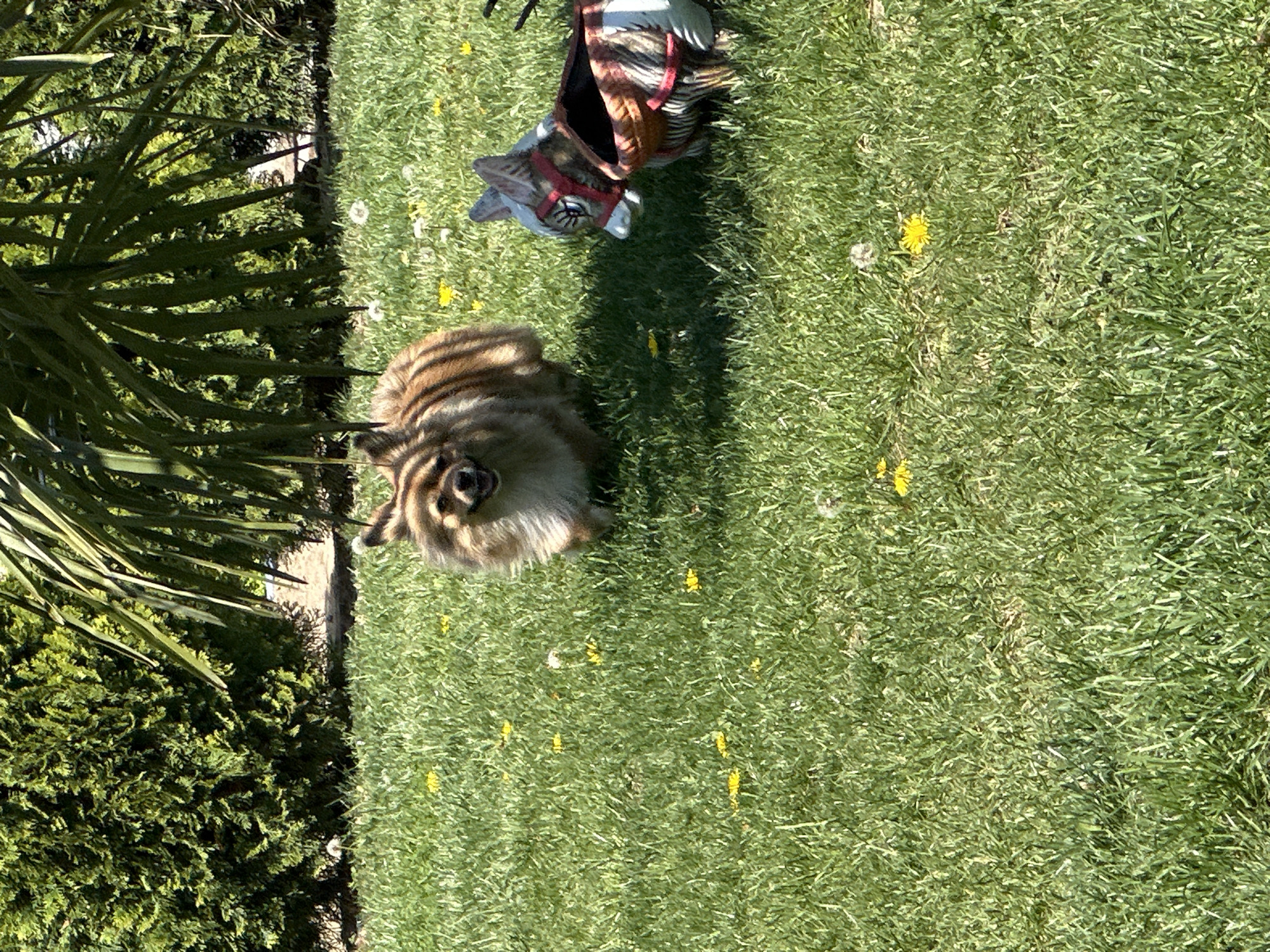 A yard contains a potted evergreen tree on the left and grass with dandelions on the right. In the middle of the frame there is a furry brown animal, possibly a rabbit. An object shaped like a cat with a harness lies atop the grass. The location is presumably in Manole, Bulgaria.
