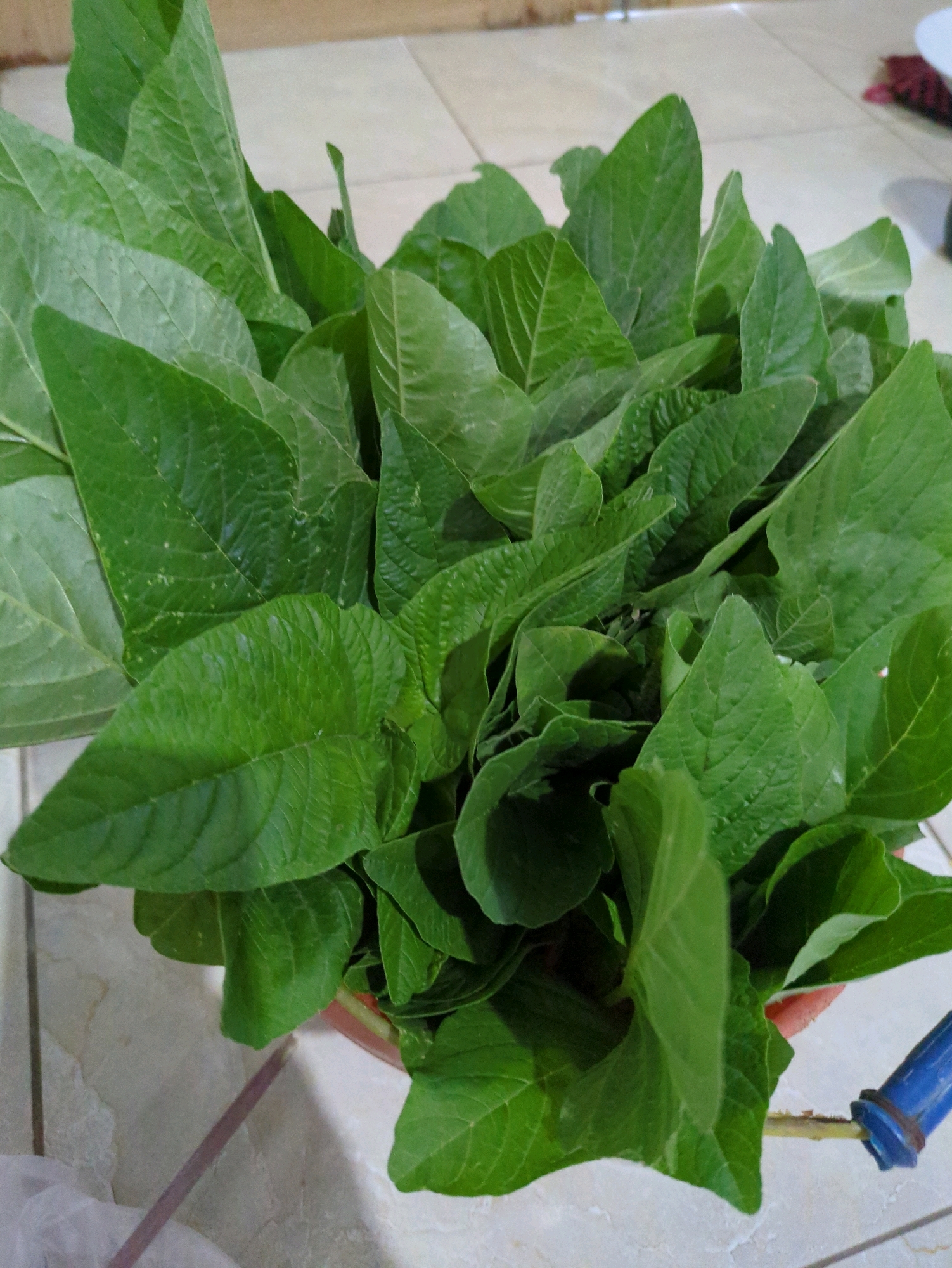 A close-up, overhead shot shows a basket full of fresh, vibrant green leafy vegetables. The leaves are broad and appear to be spinach or a similar type of leafy green. They are densely packed in a reddish-orange basket, some spilling over the rim. The background consists of light-colored tiled flooring. The scene is likely indoors, possibly in a kitchen or a market stall in Sindon, Indonesia, given the common availability of fresh produce. A blue handle of an unknown object is visible on the right side of the basket.