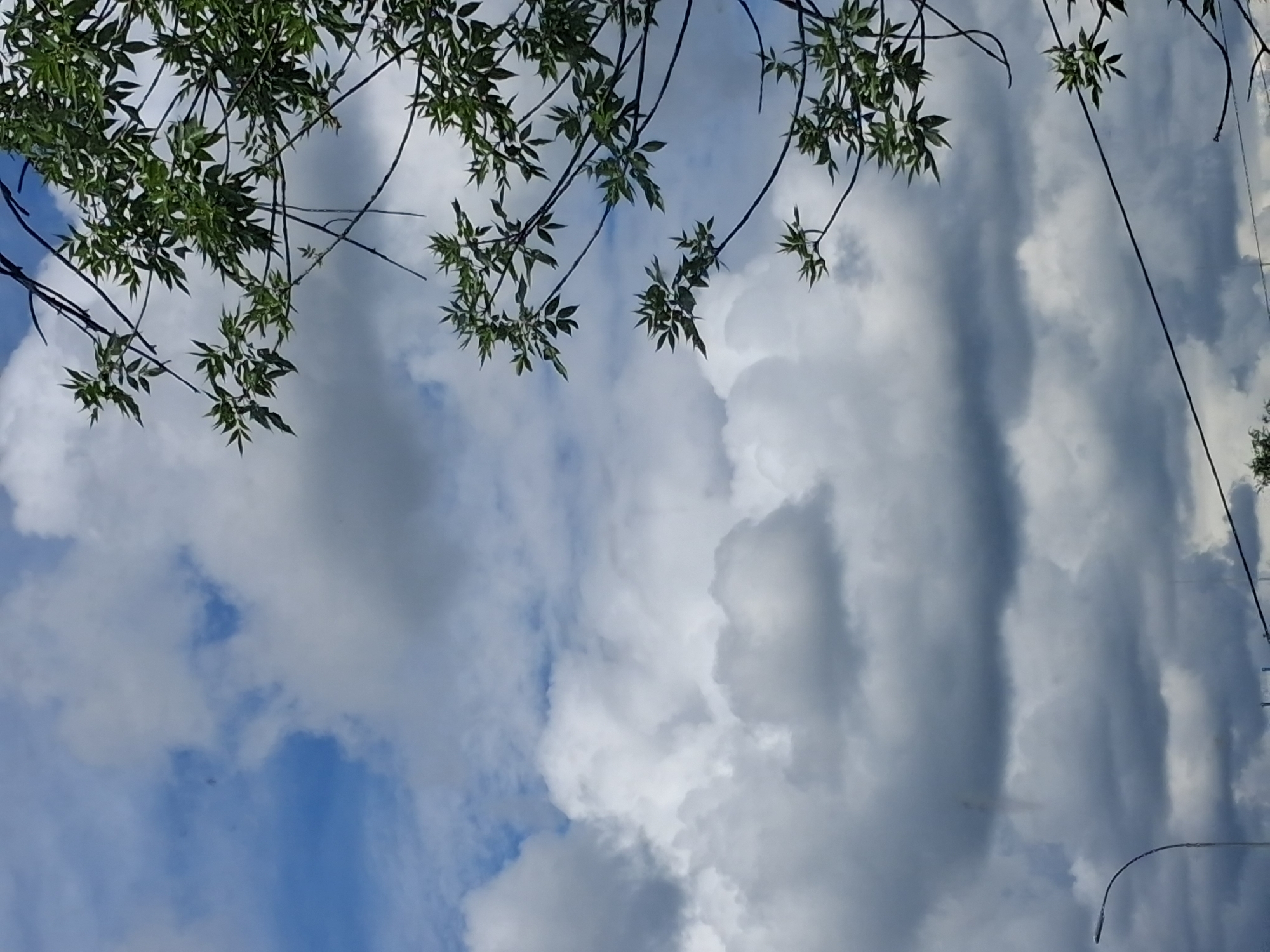 The image captures a sky with a mix of blue sky and various cloud formations. To the right, a tree with green leaves and dark branches extends into the frame from the top. In the lower left corner, a curved lamppost is visible against the cloudy sky. There are also dark, thin wires spanning across the lower portion of the image. The overall scene suggests an outdoor environment, possibly in a park or along a street, with a cloudy day.