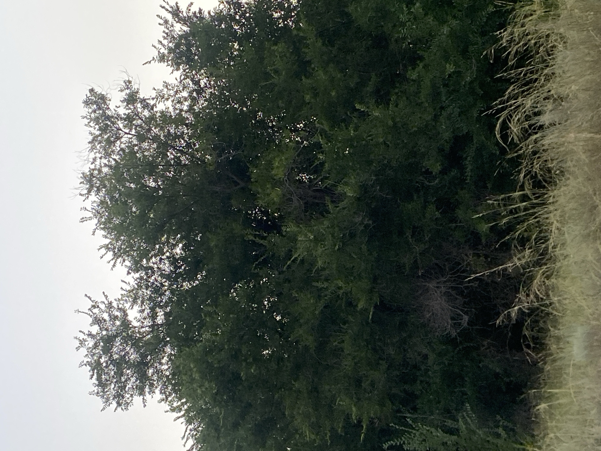 A dense cluster of dark green trees dominates the frame, with their branches reaching towards a pale, overcast sky. The foliage is thick, obscuring much of the interior of the trees, though glimpses of lighter green leaves and thin branches are visible where the light filters through. In the foreground, dry, light brown grass and weeds are sparsely scattered, with some taller stalks bending in an unseen breeze. The overall scene suggests an outdoor, natural environment, possibly a park or a rural area, within the city of Baikonur village district, Kazakhstan. There are no people or animals visible in the image.