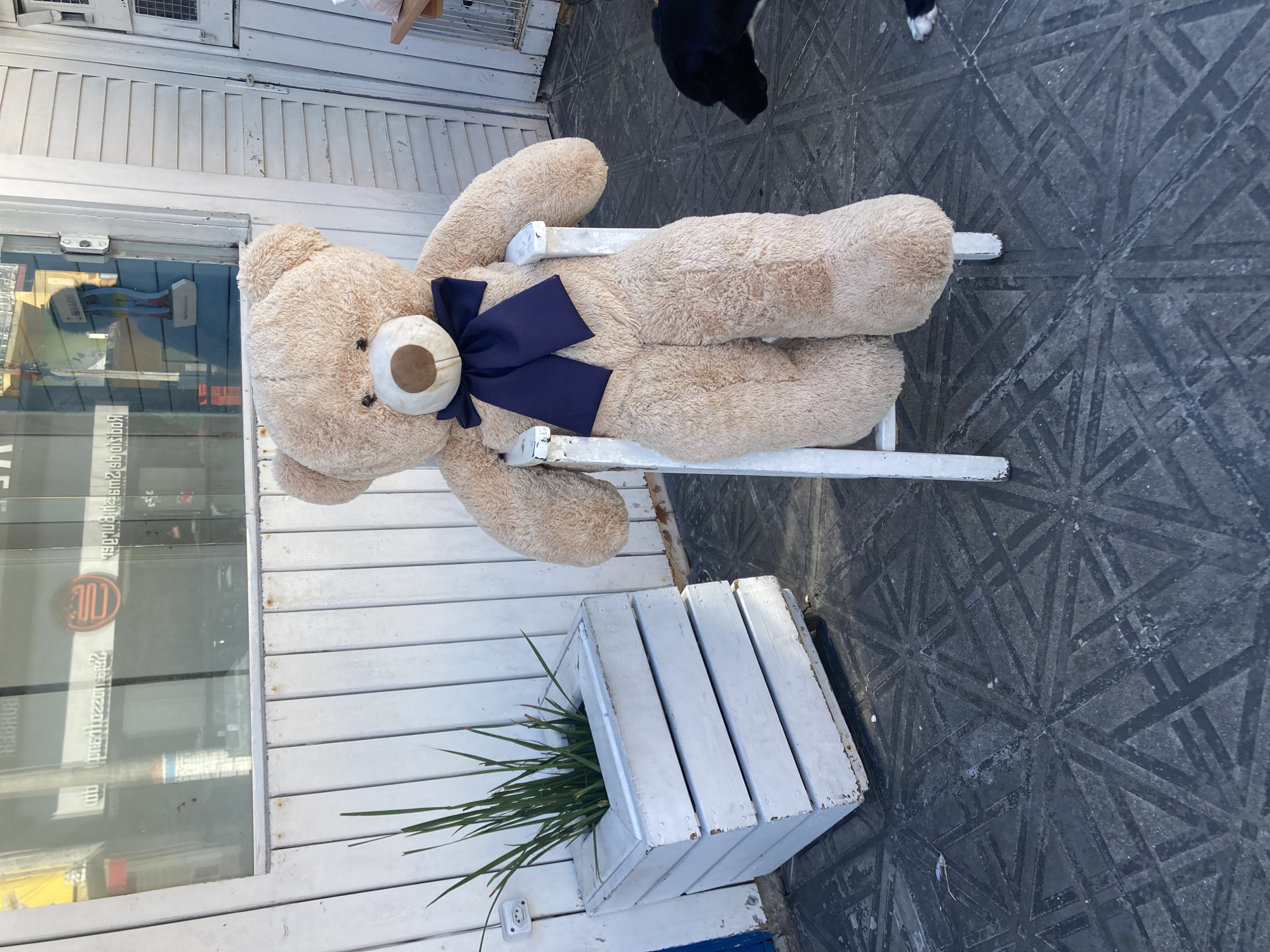 A tan teddy bear wearing a navy blue bow tie is lying on a small, white, wooden chair. Next to the chair is a white, wooden planter box with tall grass. The scene is set in front of a white building with a glass window reflecting the interior of a business. The ground is patterned with a black and grey geometric design. Part of a black dog is visible in the background. The location is likely Florianópolis, Brazil, based on the appearance of the building and street.