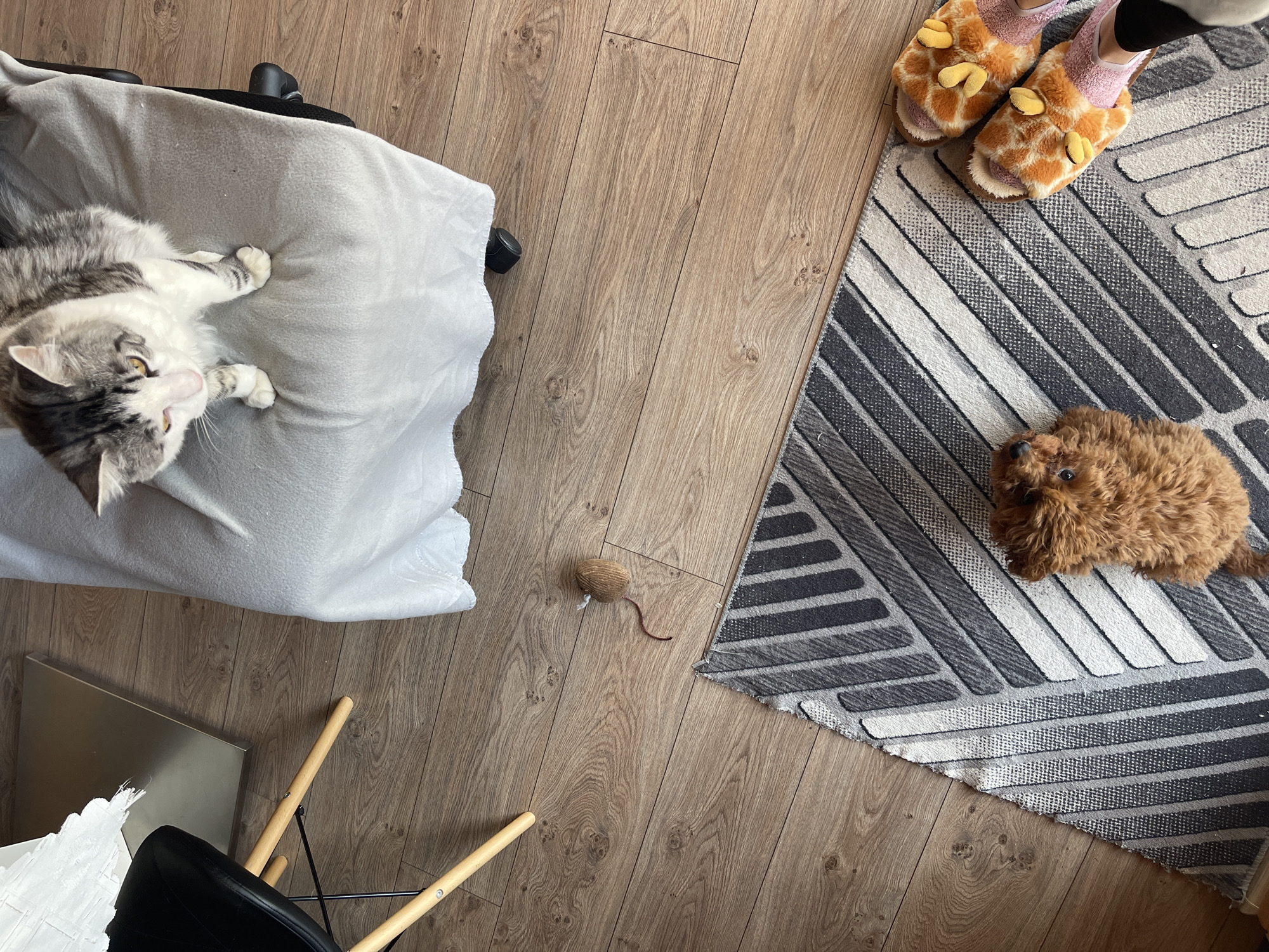 An overhead view captures a cozy indoor scene in Sofia, Bulgaria, featuring a cat, a person's feet, and a plush toy. The floor is covered with light brown wooden planks, with a section of a geometric rug, patterned with grey, white, and black stripes, visible on the right.
On the left, a grey and white tabby cat is lying on its back on a light grey blanket, which drapes over a black office chair, of which only a wheel is visible. The cat's eyes are open, looking towards the right side of the frame, with its paws relaxed.
In the center of the wooden floor, a small, brown, mouse-shaped cat toy with a thin tail is placed.
To the right, a person's feet are visible, wearing light pink socks and distinctive fluffy orange and cream slippers adorned with a giraffe pattern, including small yellow accents. The person is standing on the patterned rug. Below the slippers, a small, brown, fluffy plush toy, resembling a teddy bear or a small dog, lies on the rug, facing the lower right corner.
Parts of a modern chair with wooden legs and a black seat, alongside a reflective metallic object, are visible in the lower left corner. The scene suggests a relaxed, everyday moment in a home environment. No text is visible in the image.