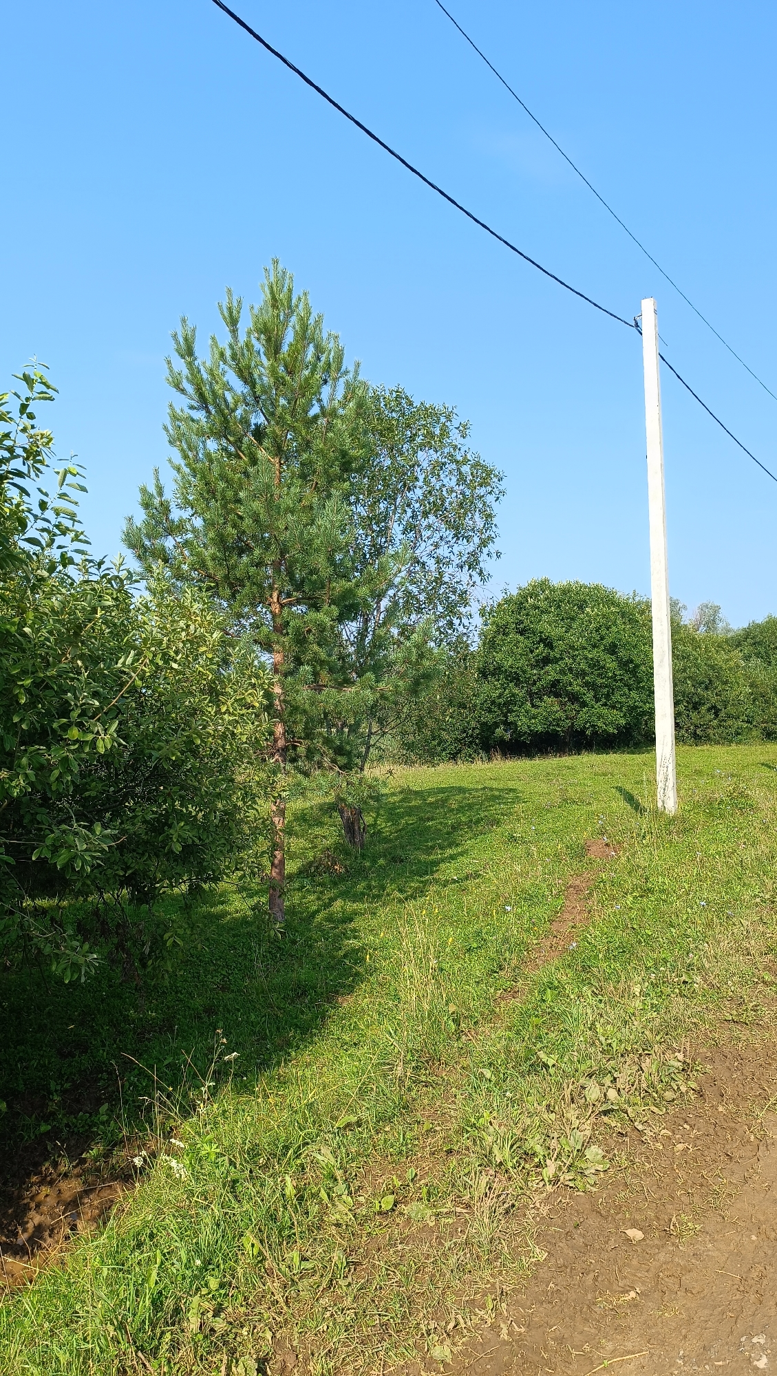 A bright, sunny day is depicted in a rural landscape in Karsha, Russia. The foreground features a dirt path curving through lush green grass. To the left, a dense thicket of green foliage dominates the frame, with a young pine tree standing tall in the middle ground. Beyond the pine, more trees and greenery create a natural backdrop, under a clear blue sky. A solitary, light-colored utility pole stands to the right, with black power lines stretching across the top of the image. The scene suggests a peaceful, natural setting, possibly on the outskirts of a village or in a park.