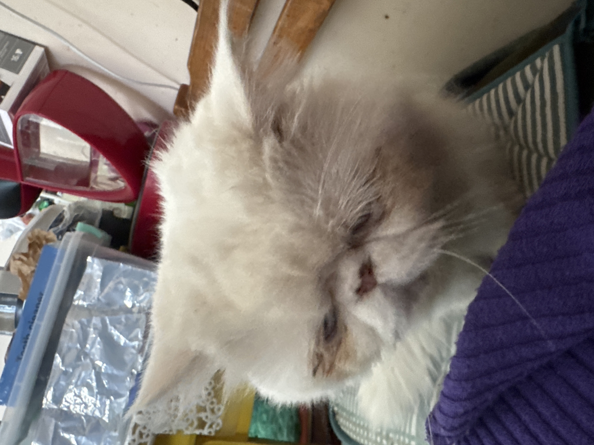 A close-up, slightly rotated image shows a white, fluffy cat resting on a striped cushion or blanket. The cat's face is prominent, and a purple, ribbed item is draped over part of the cushion. To the left of the cat are various objects, including a red plastic item, a silver, crinkled material, and a blue container. The background is a cluttered area with miscellaneous items. The location appears to be indoors.