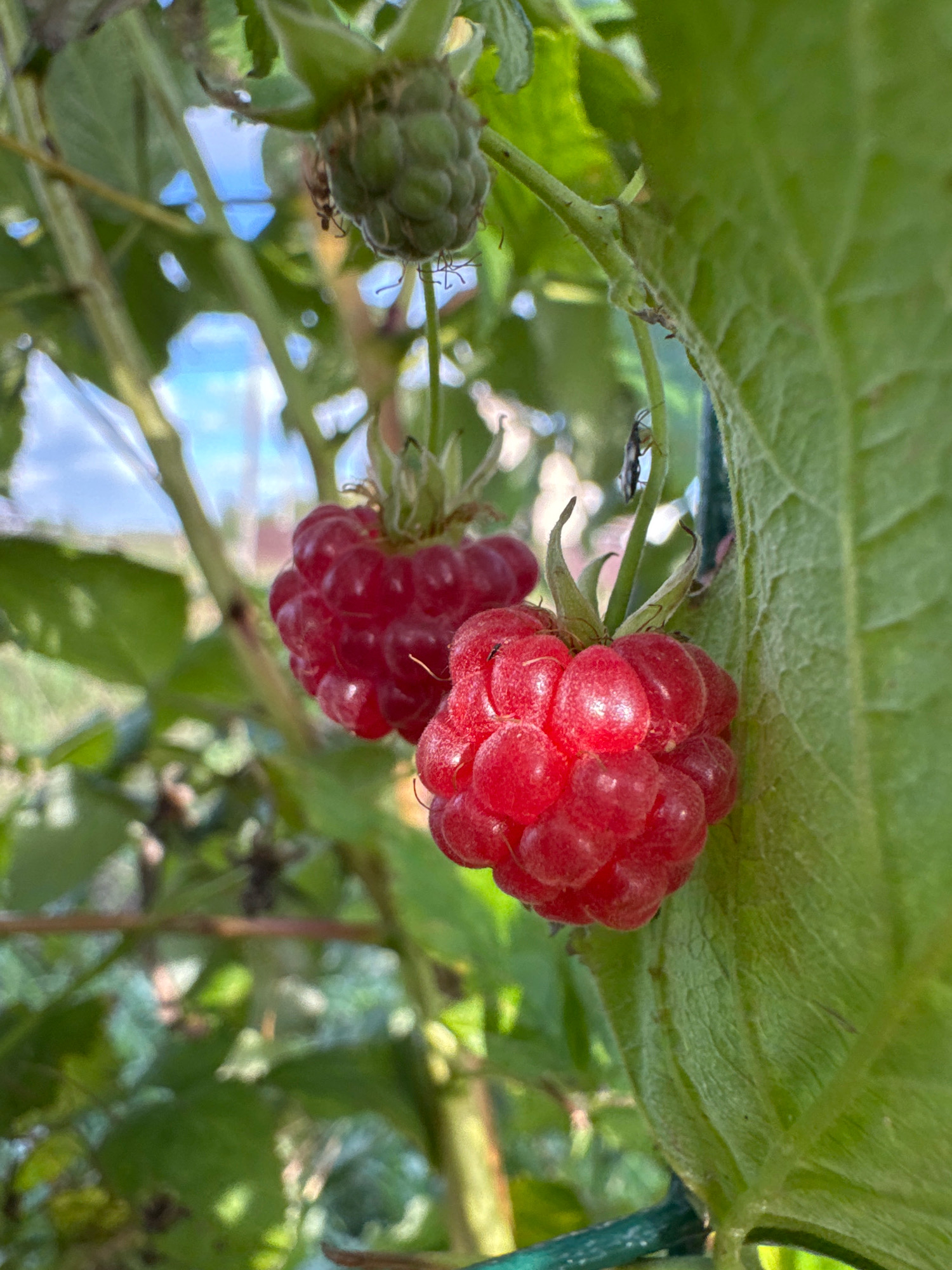 Two ripe raspberries, one in the foreground and slightly to the right, the other further back and to the left, hang from a green raspberry bush. A cluster of unripe green raspberries is visible above the ripe ones. The raspberries are a vibrant red, with a textured surface composed of drupelets. The leaves of the bush are a deep green, with visible veins. Sunlight filters through the leaves, creating dappled light. In the background, out of focus, are branches and a hint of blue sky. A small insect, possibly a fly or beetle, is perched on a stem near the foreground raspberry. The scene appears to be outdoors, in a garden or natural setting. The image was taken in Kempele, Russia.