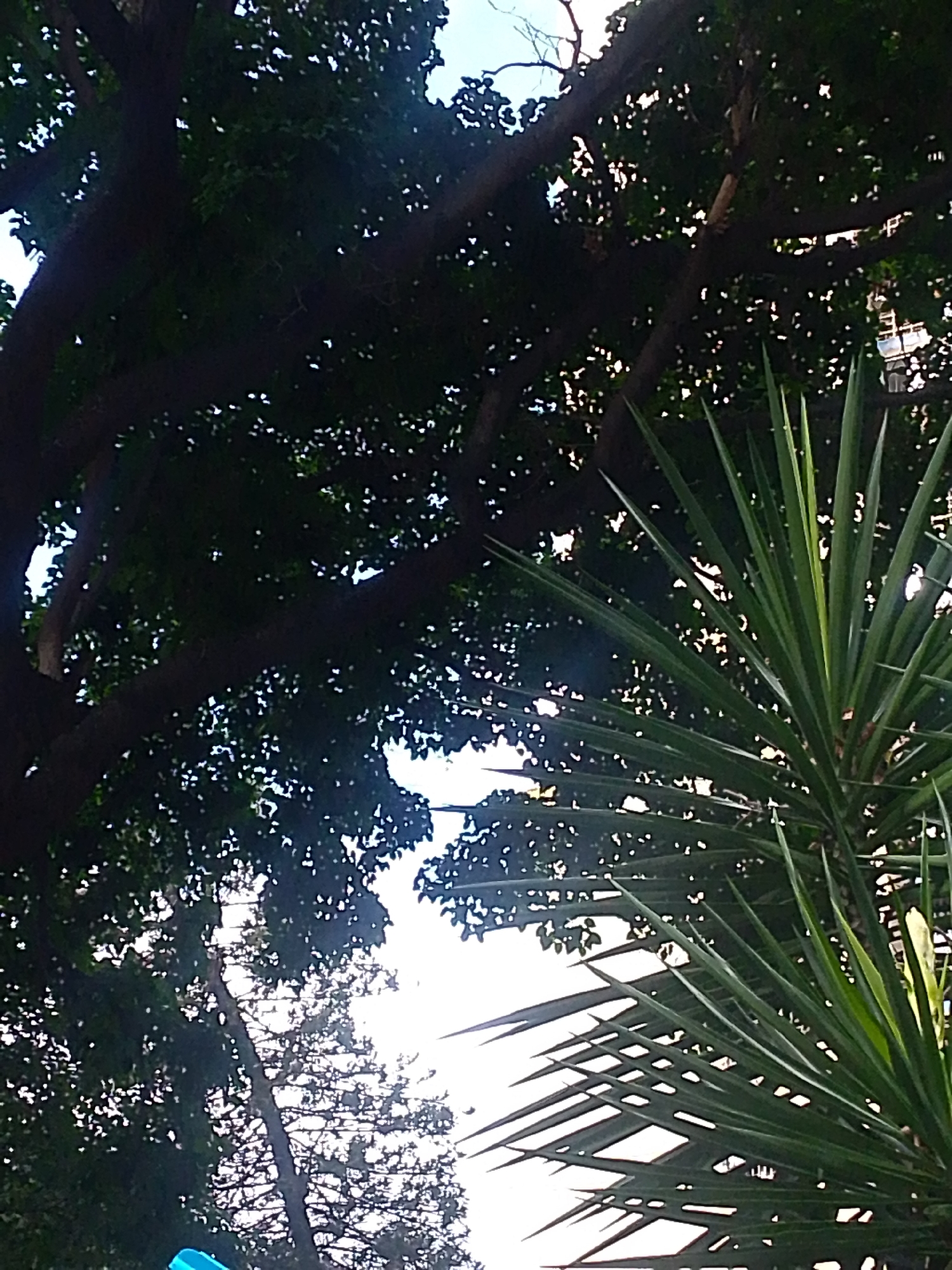 The image shows a low-angle view up into trees and a yucca plant in Caracas, Venezuela. The canopy of the trees is dense and dark green, with sunlight filtering through the leaves. A yucca plant with long, pointed leaves is visible on the right side of the frame. The sky is partially visible through the branches. The background is obscured, suggesting an urban or suburban environment.