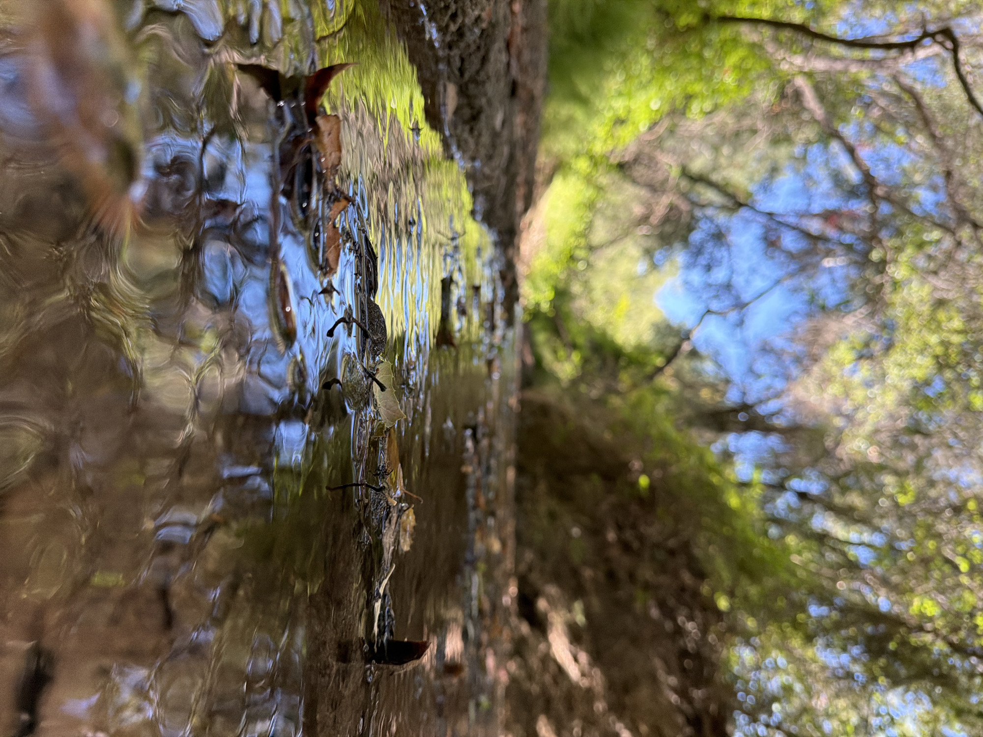 An eye-level, close-up shot captures a shallow stream with fallen leaves floating on its surface. The water reflects the surrounding environment, creating abstract patterns. The stream bed appears to be composed of earth and pebbles. In the background, lush green foliage and trees are visible, with glimpses of the blue sky peeking through the canopy. The scene is located in Aliso Viejo, United States.