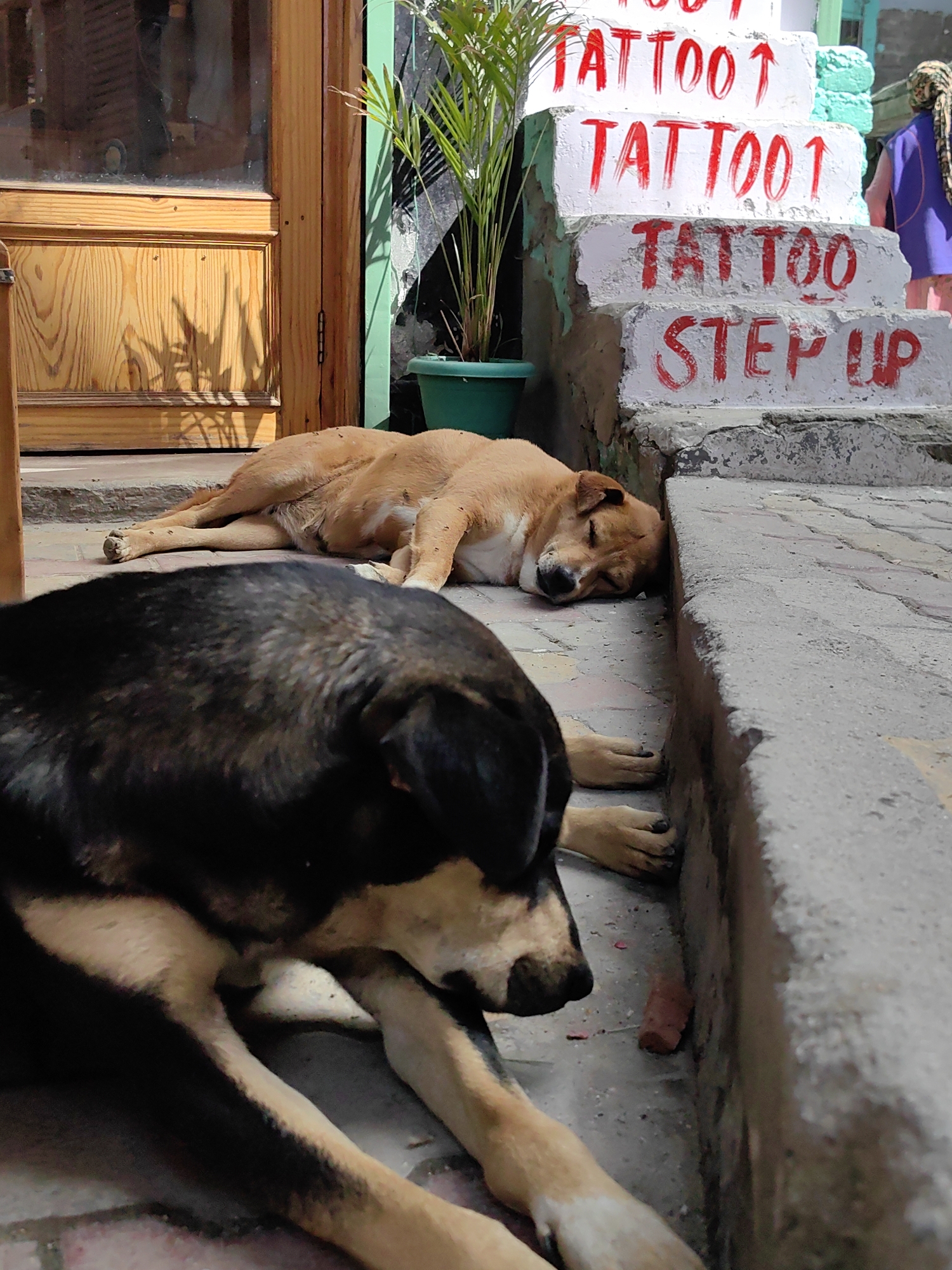 The image depicts a street scene in Vashisht, India, featuring two dogs sleeping on a paved surface near a set of concrete steps. The steps are painted white with red lettering that reads "TATTOO" multiple times and "STEP UP" on the bottom step. A potted plant sits next to the steps. To the left, a wooden door with glass panels is visible. A person wearing a blue top and a headscarf is partially seen walking away in the background. The foreground is dominated by the close-up view of the two sleeping dogs, one with black and tan fur and the other a lighter brown color. The scene is bathed in sunlight, casting shadows on the ground and door.