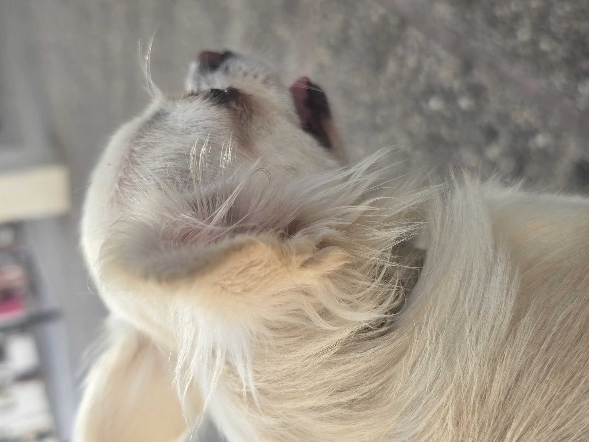A long-haired cream-colored Chihuahua dog is pictured in profile, facing right, in a close-up shot. The dog's fur is somewhat windswept, with strands of hair caught by the breeze. The dog's eye is partially obscured by its fur. Its mouth is slightly open, revealing its tongue. The background is a blurred gray asphalt surface, likely a street or sidewalk. The lighting suggests it is daytime, with sunlight catching the dog's fur. The specific location within the city of Mijas, Spain, is not discernible from the visual information provided.
