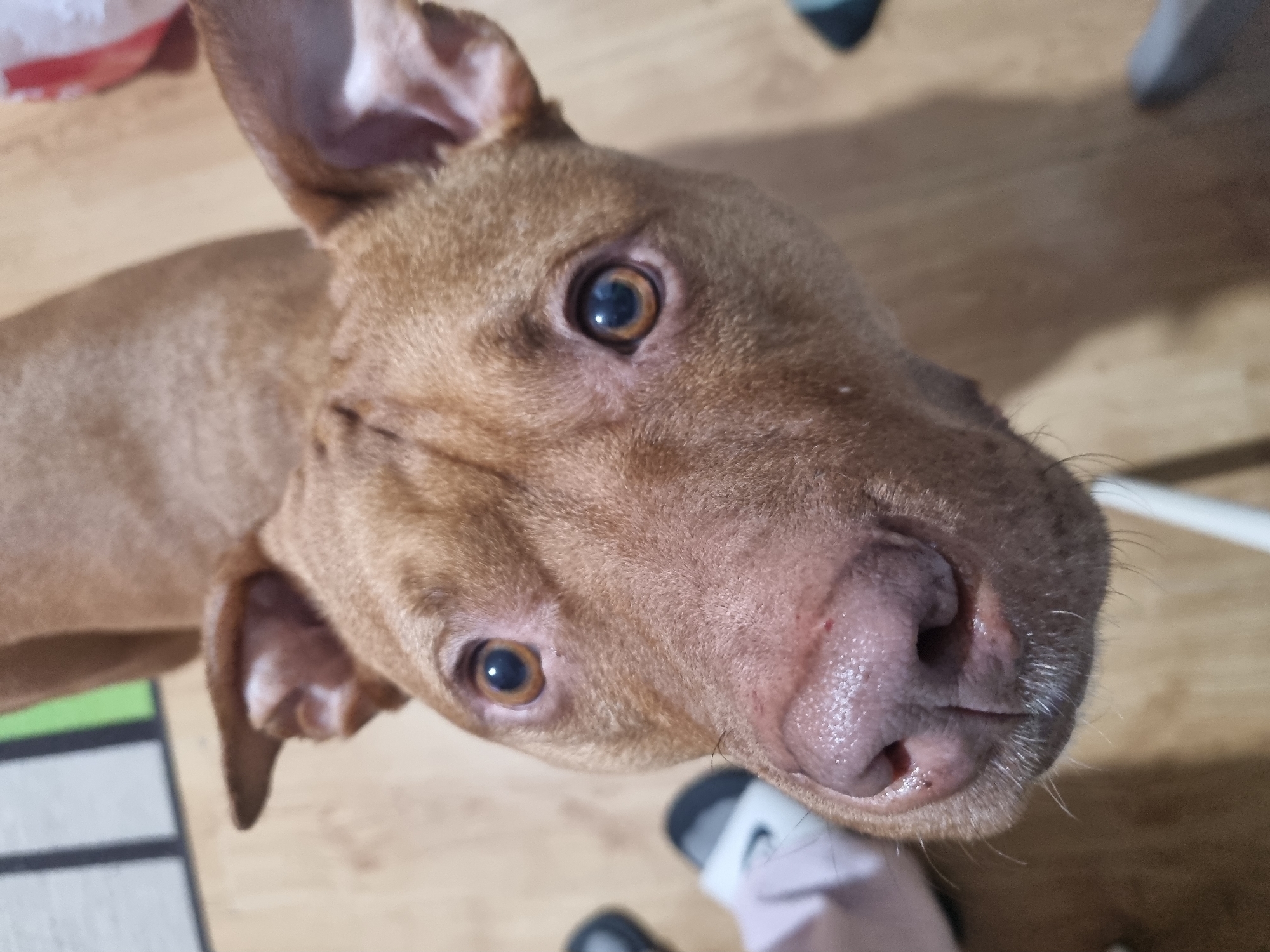 A brown dog with floppy ears is looking up at the camera. The dog has light brown eyes and a pink nose. The background is a light brown wooden floor with a white object and a rug visible. The location is Unknown, Unknown.