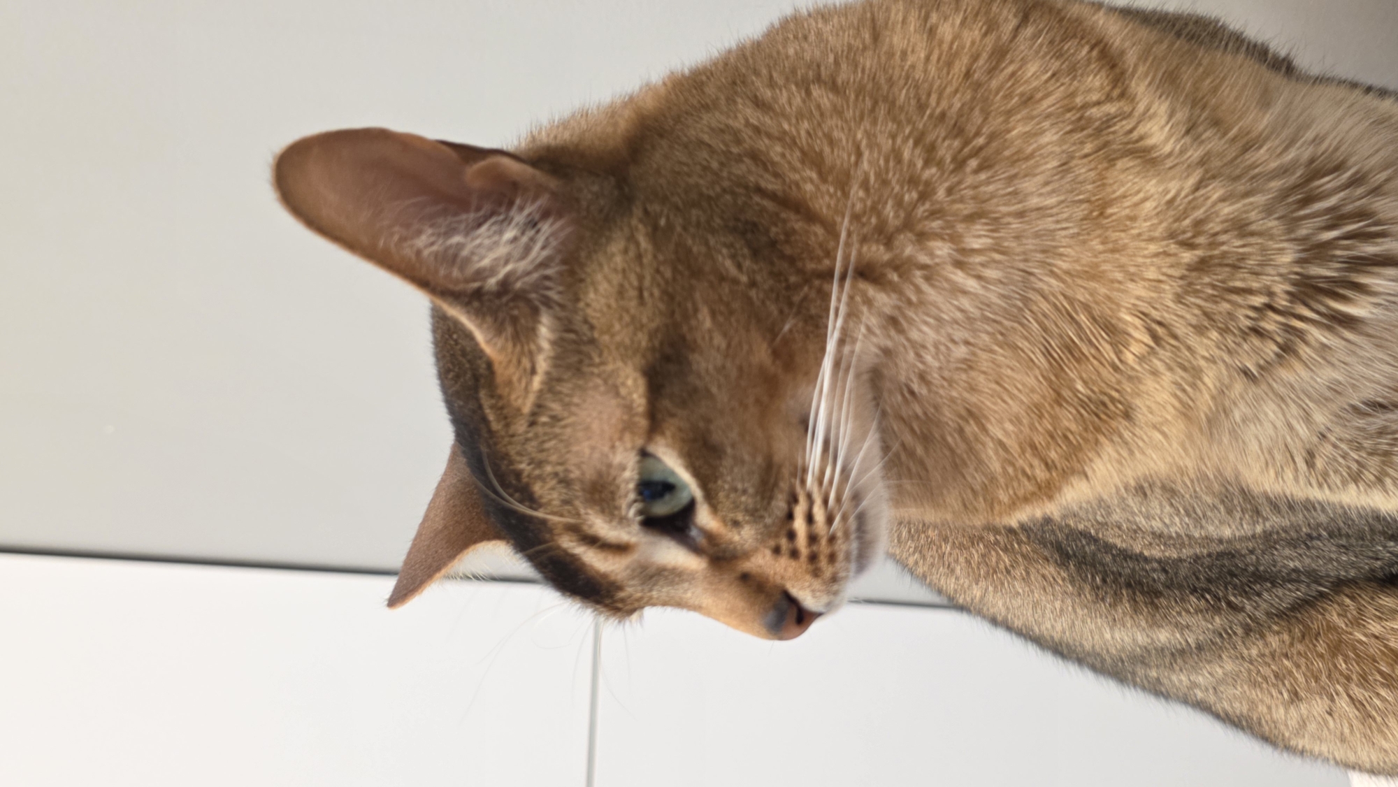 A close-up shot of a ruddy Abyssinian cat's head and neck, angled downward. The cat's face is mostly visible, showing one green eye, part of the nose, and whiskers. The fur is a warm reddish-brown with darker markings. The background is a blurred white surface. There is no indication of Saint Petersburg, Russia, or any specific urban environment. No people or other subjects are visible. The action is stationary, with the cat appearing to look down.