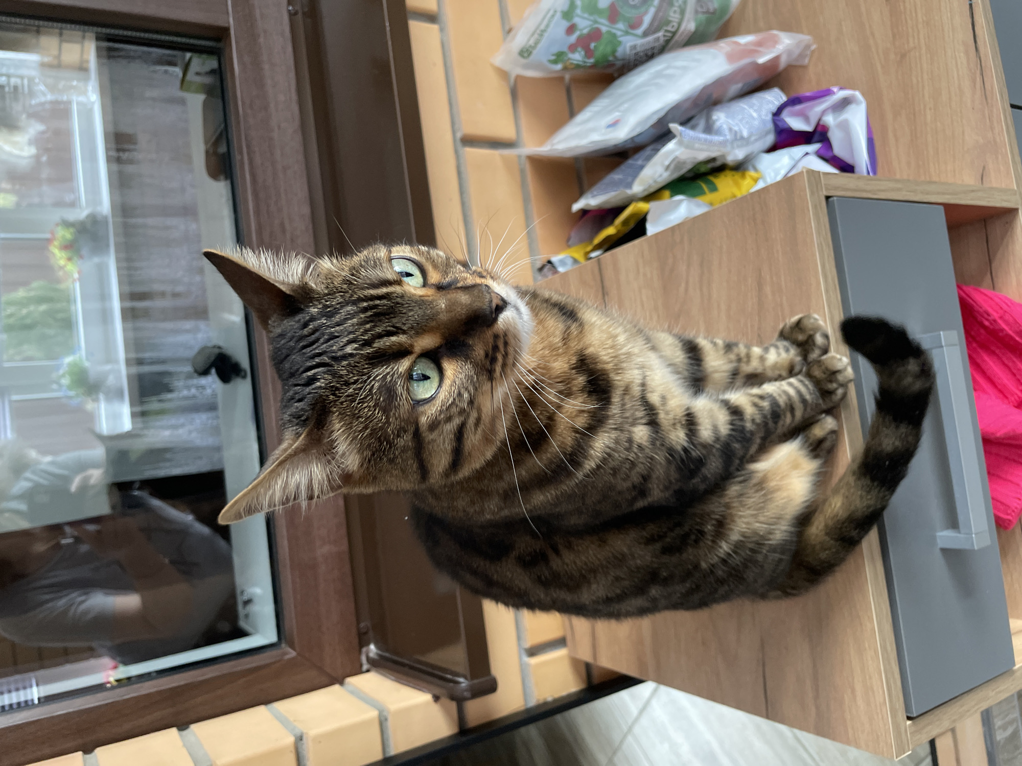 A brown tabby cat with green eyes is lying on a light brown wooden surface, likely a shelf or countertop. The cat's body is mostly in focus, with its paws curled up and its tail wrapped around its body. To the left of the cat is a window with a brown frame, showing a partial reflection of someone indoors. Behind the cat, there are several bags or packages, possibly containing gardening or household supplies. The location is likely a house in Лесной Пейзаж Кп (шарапово, Russia, near a window.