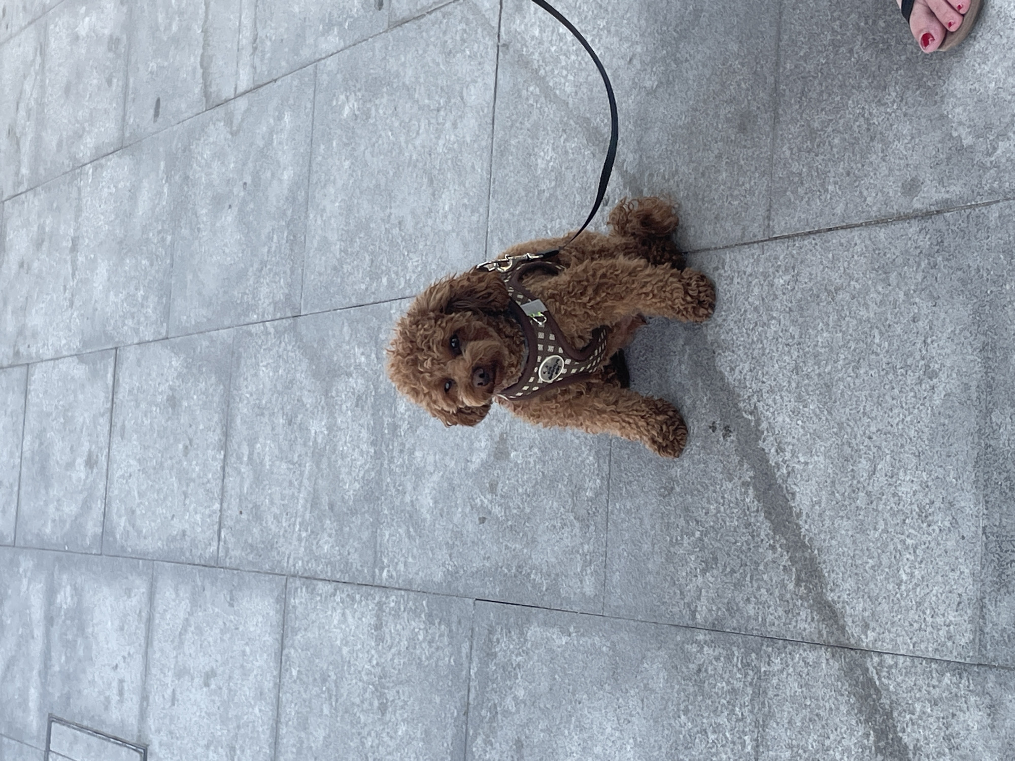 An outdoor, eye-level shot shows a small, brown poodle mix dog wearing a patterned harness and leash. The dog is sitting on a grey tiled walkway. The tiled surface appears weathered and has visible grout lines. Shadows are cast on the ground from the dog and an unseen object to the left, suggesting it is daytime. In the bottom right corner of the image, a person's bare foot wearing a sandal with red painted toenails is visible, resting on the walkway. The overall impression is a casual outdoor scene, possibly in a public area of Castelldefels, Spain, given the context.