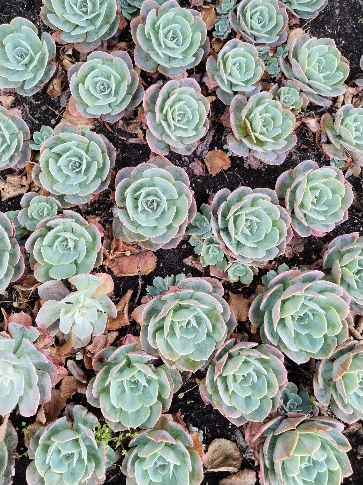 The image shows a close-up, overhead view of a cluster of light green succulents with pinkish tips, growing in dark soil. Dried, brown leaves are scattered amongst the plants. The succulents are arranged in a dense, naturalistic pattern, with some smaller pups growing from the sides of larger rosettes. The lighting is natural, suggesting an outdoor setting. There are no people or man-made structures visible. The scene appears to be a garden bed or natural area in Brest, Belarus.
