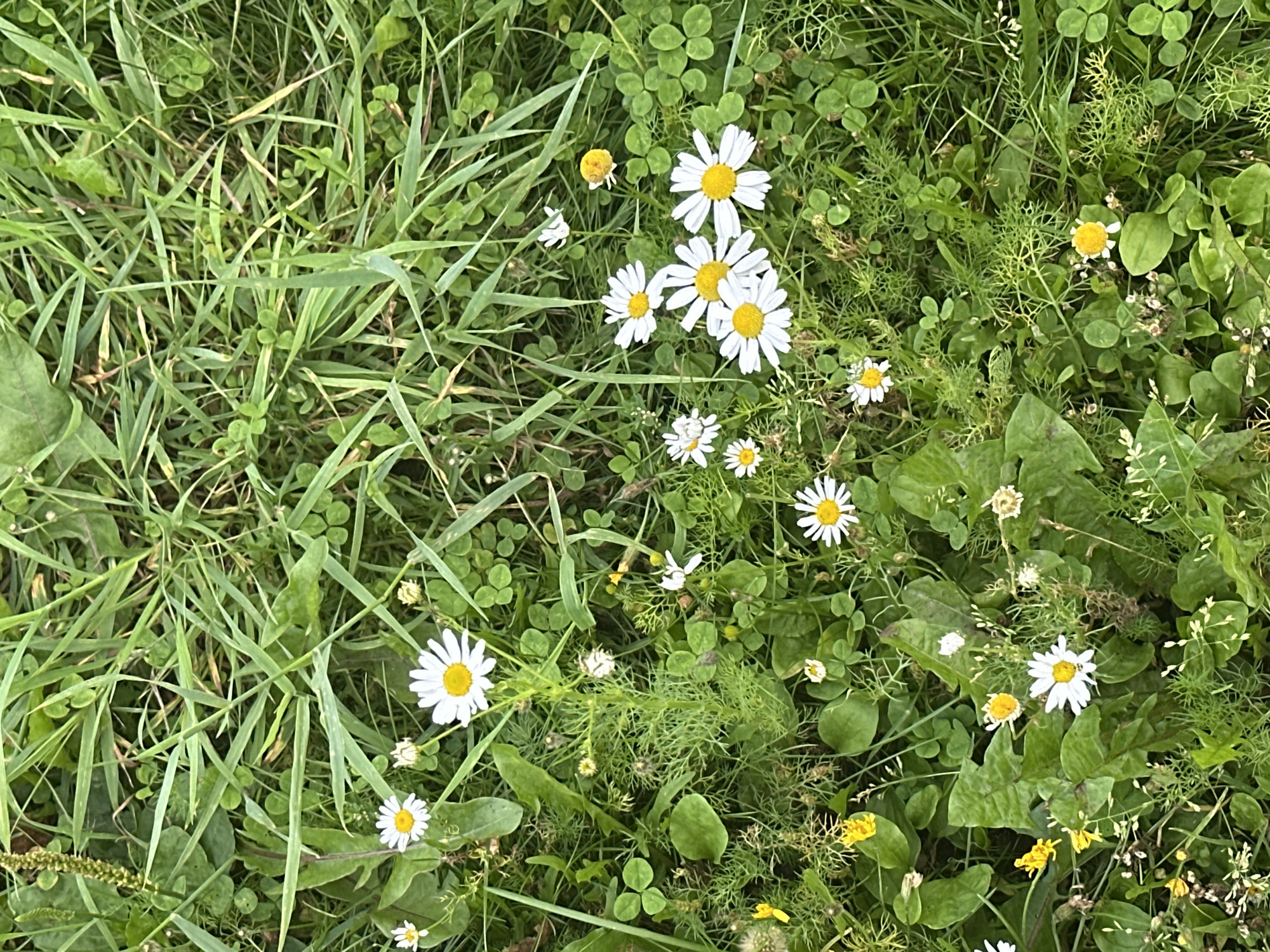 The image shows a close-up, overhead view of a patch of green grass and small white and yellow wildflowers. The vegetation is dense and appears to be in a natural setting. There are no people, animals, or man-made structures visible in the image. The scene is characteristic of a meadow or roadside verge, typical of the Finnish countryside, potentially near Vammala.