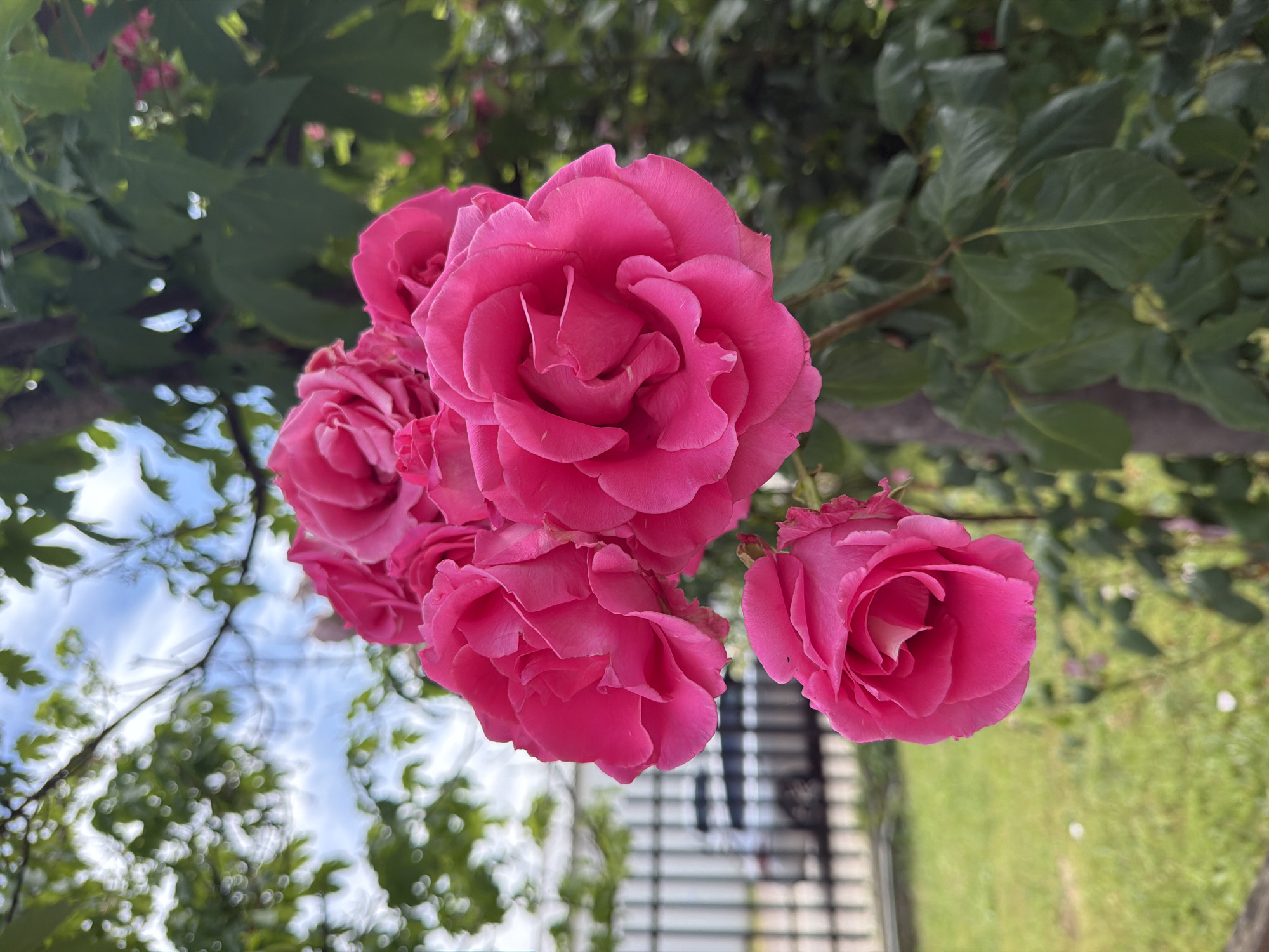 A cluster of bright pink roses is in focus against a blurred background. The roses are a vibrant fuchsia color, with many petals on each bloom. Behind the roses, out of focus, is a green lawn, a black metal fence, and a light-colored building. Above the fence, a car is partially visible. The sky is a pale blue with wispy white clouds. Green leaves and branches from a tree or bush are also visible, framing the roses and blurring into the background. The overall impression is of a garden or park setting. The location is specified as Sofia, Bulgaria.
