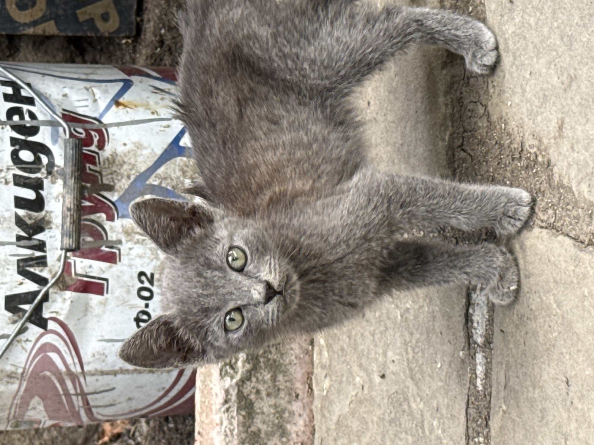 A grey kitten stands on a cracked concrete surface outdoors. Behind the kitten, a weathered white bucket with red and blue markings and Cyrillic text is visible. The text on the bucket includes the words "Алкиден" and "Грунд", and the designation "Ф-02". The ground is made of rough, light-colored concrete with darker cracks. The environment suggests an urban or semi-urban setting in Ekzarh Antimovo, Bulgaria, possibly a backyard or alleyway. The lighting indicates it is daytime.