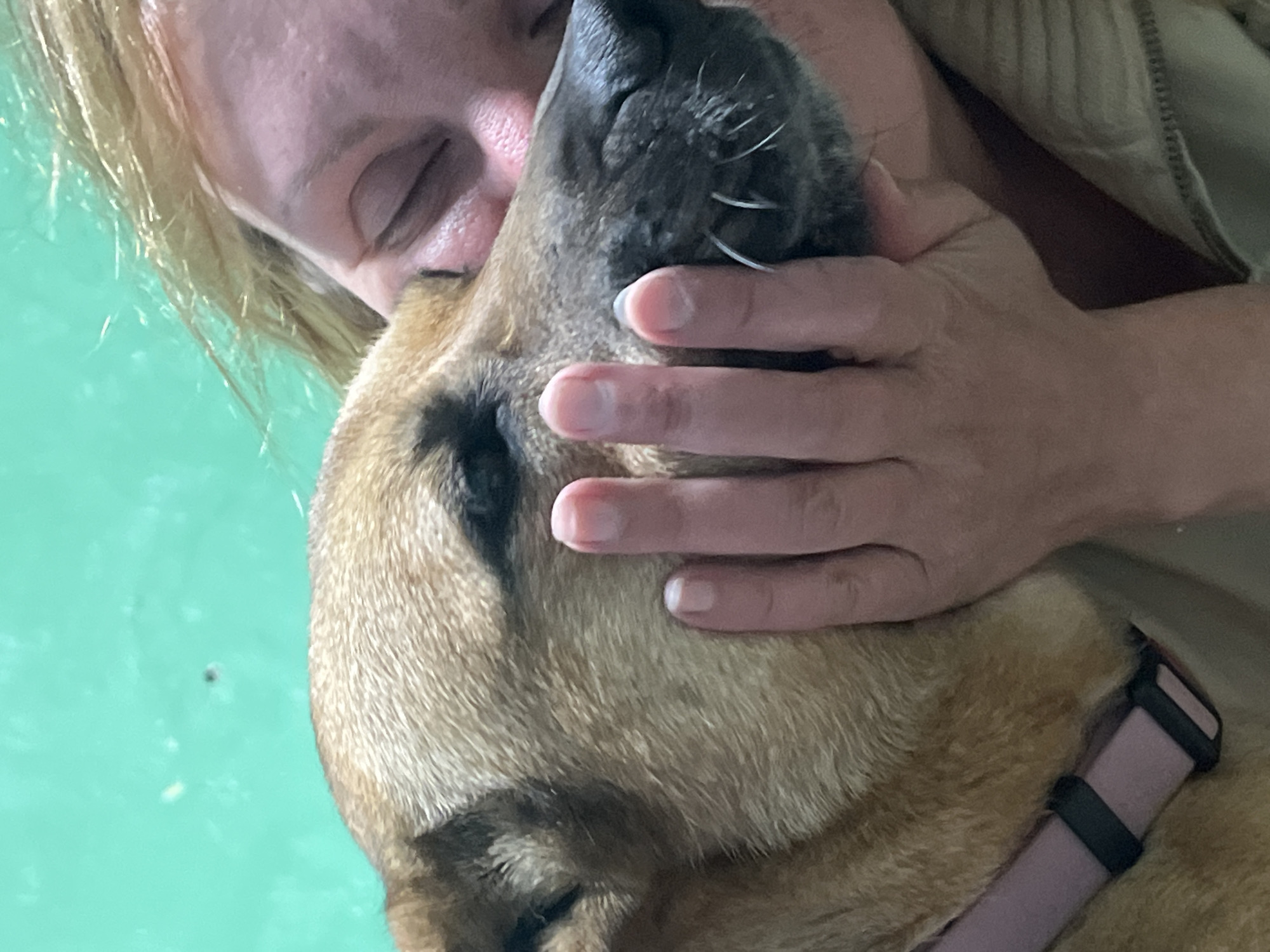 A close-up shot shows a person embracing a dog. The person's face is partially visible, with their eyes closed and their head resting on the dog's. A hand is placed on the dog's muzzle, with fingers gently touching its fur and whiskers. The dog, with light brown fur, appears calm and relaxed, with its eyes closed as well. A light pink collar with dark grey accents is visible around the dog's neck. The background is a solid, bright teal color. The scene is intimate and suggests a moment of affection between the person and the dog. There is no indication of the location being in Nizhny Tagil, Russia, or any other specific geographical place.
