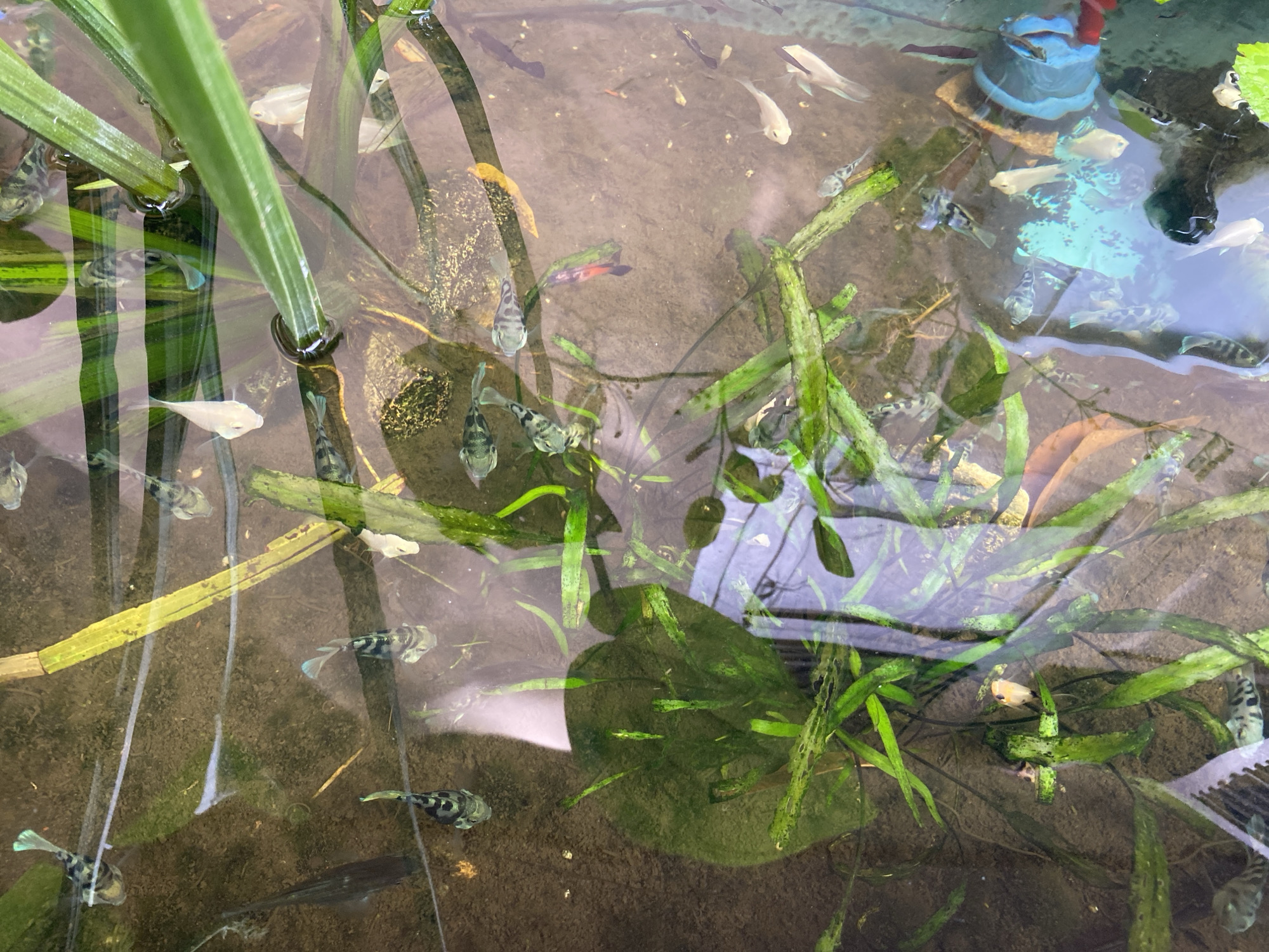 This is a top-down, medium-shot, close-up photograph of a shallow body of water, possibly a pond or aquarium, with several small fish swimming. The water is clear, revealing a sandy or muddy bottom. Various aquatic plants, with long, green leaves, are submerged and floating in the water, creating a naturalistic environment. Some of the plants are dense, while others are sparser, allowing visibility of the fish and the bottom.
There are numerous small fish visible, varying in color and pattern. Some are predominantly white or cream-colored, while others are dark with distinctive black and white striped or spotted patterns. A few fish appear to have pale blue or teal fins. One fish in the upper center of the frame has a reddish-orange body with a black tail. The fish are swimming in different directions, some individually and some in small groups, suggesting natural movement within their habitat.
The lighting appears to be natural, possibly daylight, casting subtle reflections on the water's surface. There is a blue cylindrical object, possibly a decorative piece or a part of a filter system, partially submerged on the right side of the image, with some reddish-brown material attached to it. The overall scene depicts a tranquil aquatic environment teeming with small aquatic life.
There is no information in the image to indicate the location in the city of Lamgaboh, Indonesia.