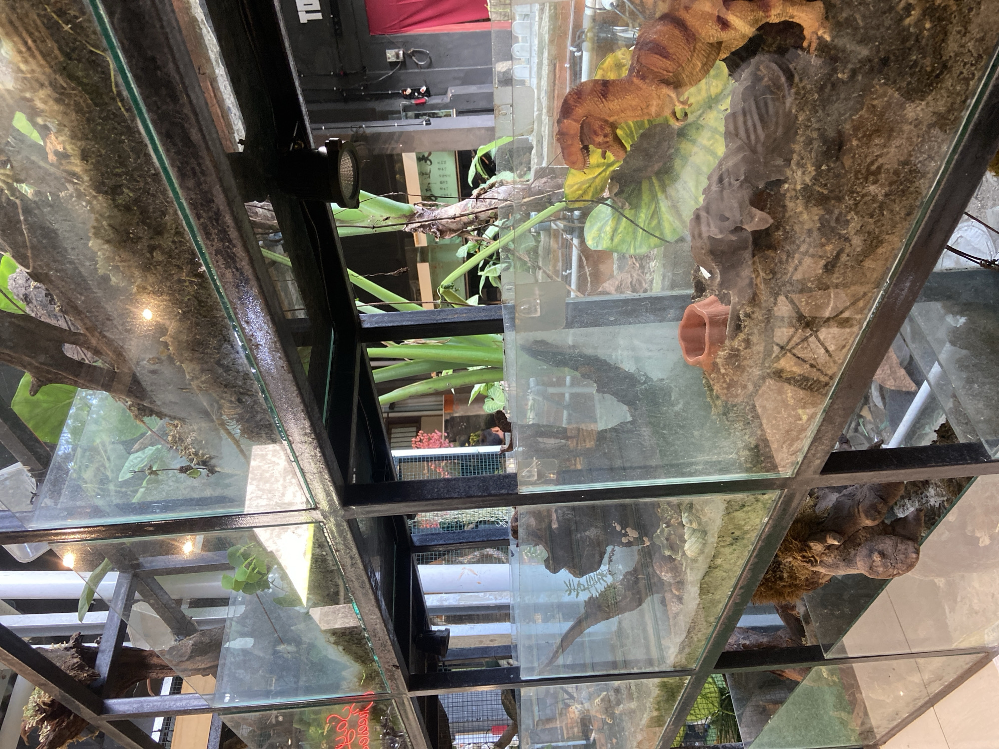 The image displays a multi-tiered display of terrariums, likely within a pet store or a similar establishment. The terrariums are constructed with glass and metal shelving. The contents of the terrariums vary, with some containing soil, moss, plants, and decorative elements like rocks and driftwood. One terrarium features a toy dinosaur, suggesting it might be a display for reptiles or an educational exhibit. In the background, there are glimpses of the surrounding environment, including other displays, structural elements of the building, and some greenery. There is no indication of the specific location within the city of Rengat, Indonesia.