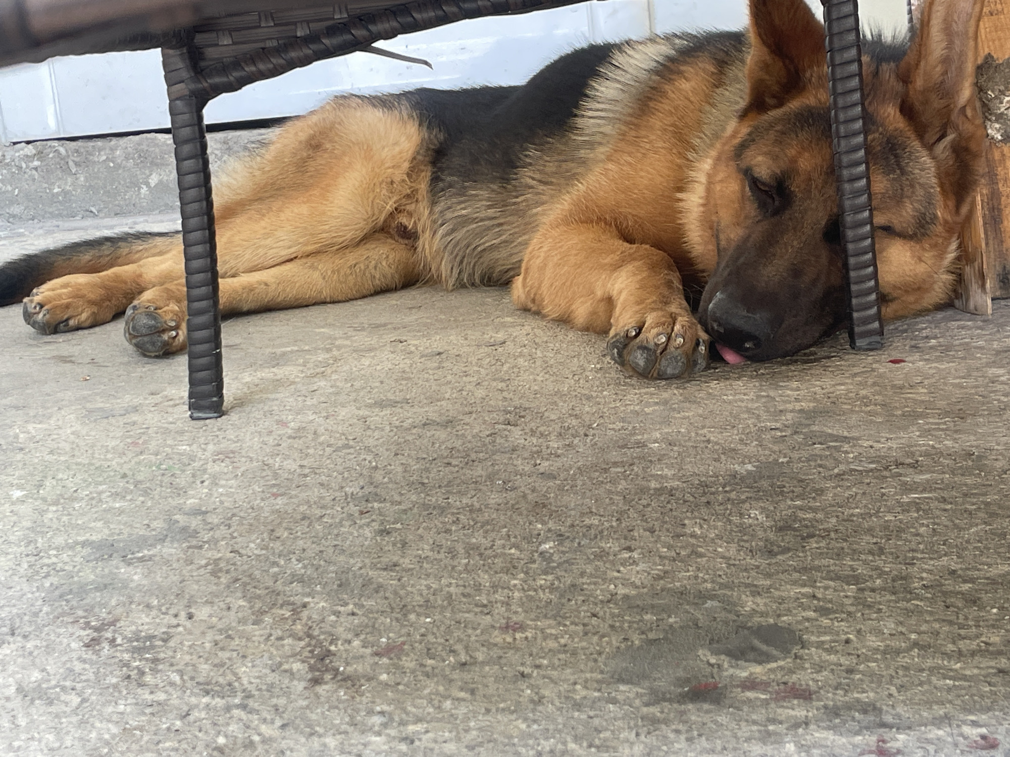 In Ablanitsa, Bulgaria, a German Shepherd dog lies sleeping on a concrete surface. The dog is lying on its side with its head resting on the ground, and its tongue is slightly sticking out. The dog's fur is a mix of tan, black, and brown. The dog is positioned under a dark brown woven chair, with the chair legs visible in the foreground. The background shows a light-colored wall. The overall scene is one of a dog resting outdoors in what appears to be a residential or yard area.
