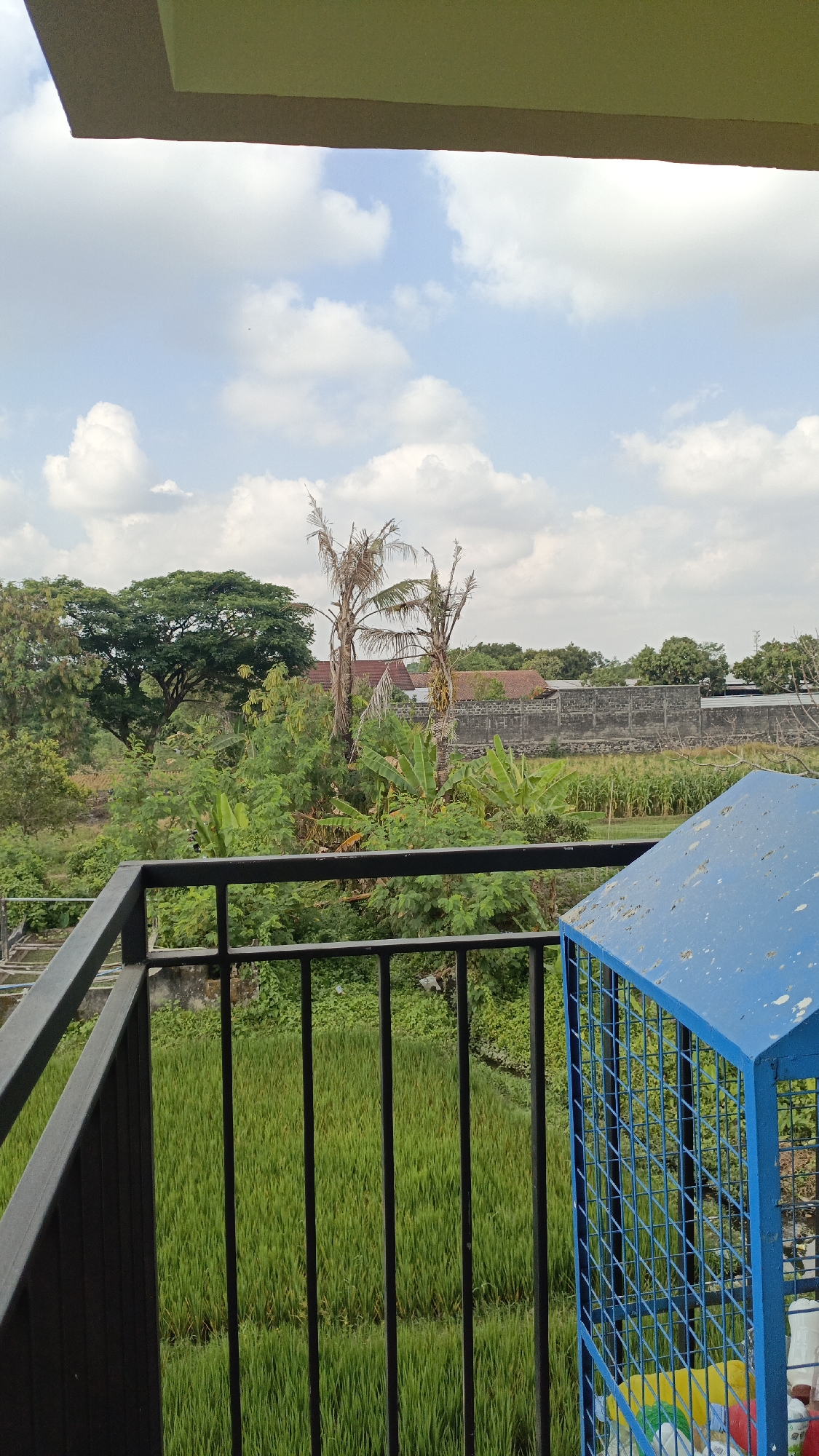 A vertical, eye-level outdoor shot captures a view from a balcony overlooking a lush green rice paddy under a partially cloudy sky. In the foreground, a black metal railing separates the viewer from the scene. To the right, a blue metal cage-like structure is partially visible, containing colorful items, possibly refuse. Beyond the railing, the vibrant green stalks of a young rice field stretch into the distance, bordered by dense foliage including banana trees and a large, mature tree with a sprawling canopy. In the background, a grey stone wall and houses with red tile roofs are visible, suggesting a rural or semi-rural setting. The sky above is a light blue, dotted with scattered white clouds. The overall impression is one of serene natural beauty, likely captured in Trihanggo, Indonesia, a location known for its agricultural landscapes.