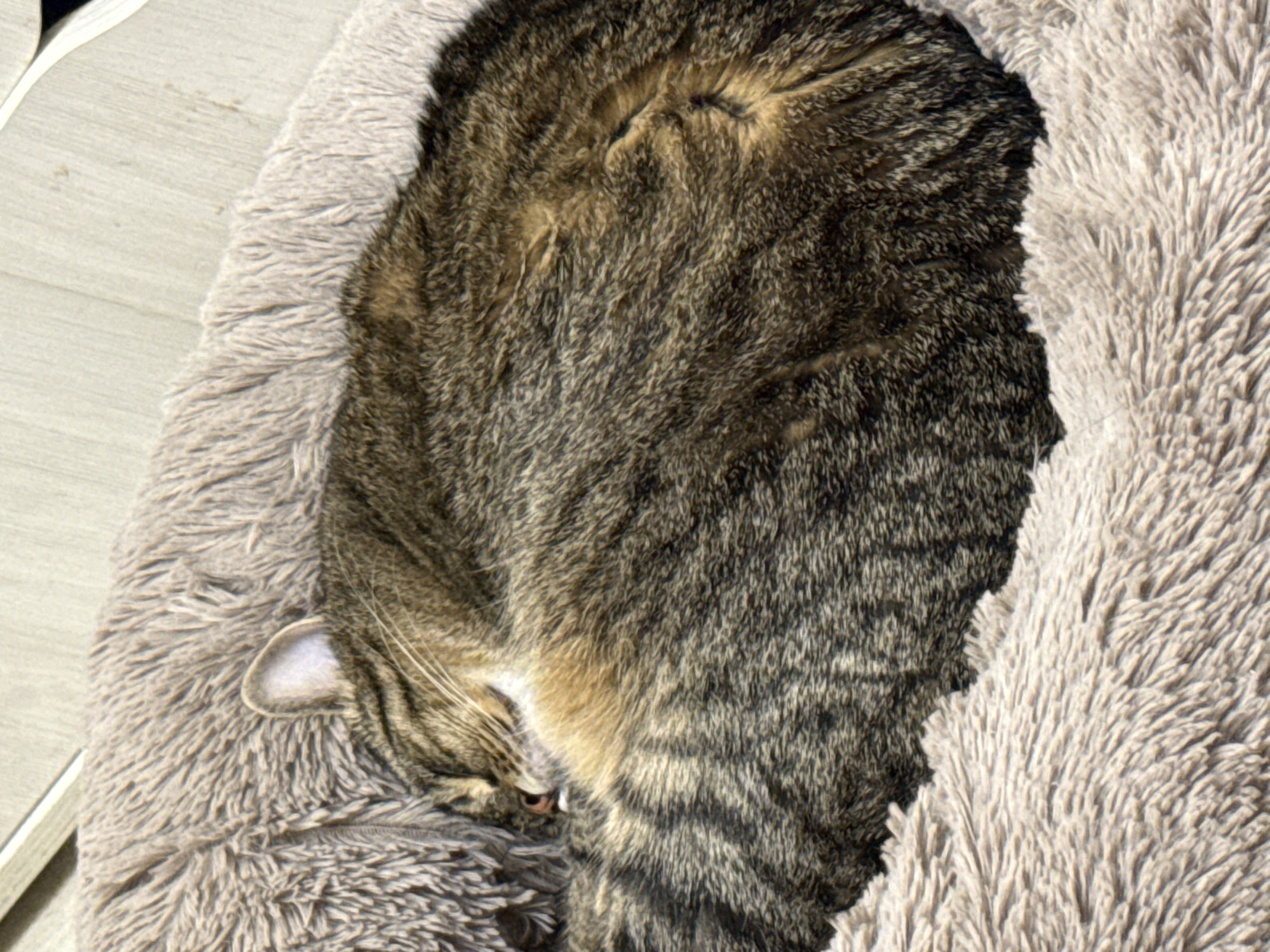 A tabby cat is curled up asleep in a soft, fluffy bed. The cat is mostly obscured by its curled position, but its striped fur pattern is visible. The bed is a light brown or beige color and appears to be made of a plush material. The background is out of focus but suggests a light-colored, possibly wooden surface. There is no information in the image that would suggest a location in Simferopol, Ukraine.