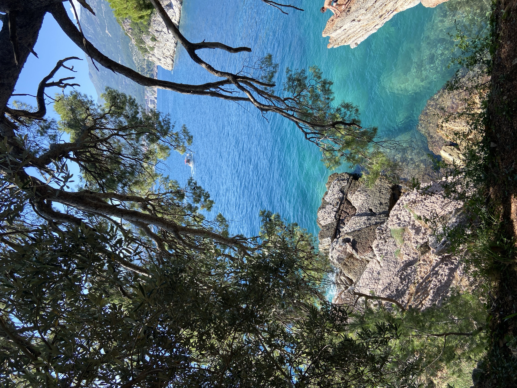 The image presents an elevated view overlooking a vibrant coastal scene in Unknown, Unknown, under clear daylight. The foreground is dominated by a dense canopy of dark green, olive-like leaves and gnarled tree branches, some with pine needles, framing the lower and right portions of the composition. Through this foliage, the expanse of the sea is visible, transitioning from a deeper blue in the distance to clear, luminous turquoise closer to the shore, revealing submerged rock formations and the seabed.
Midground elements include rugged rock formations forming the coastline. A small, white motorboat is present in the deeper blue water, moving towards the right with a visible wake. On the far right, a shirtless male with light skin and dark shorts is perched on a prominent, angular, light-colored rock outcrop that juts into the water, appearing to be climbing or adjusting his position. In the background, distant, hazy blue-gray mountains rise under a clear blue sky, with a cluster of buildings suggesting a town or settlement nestled along the distant coastline at their base.