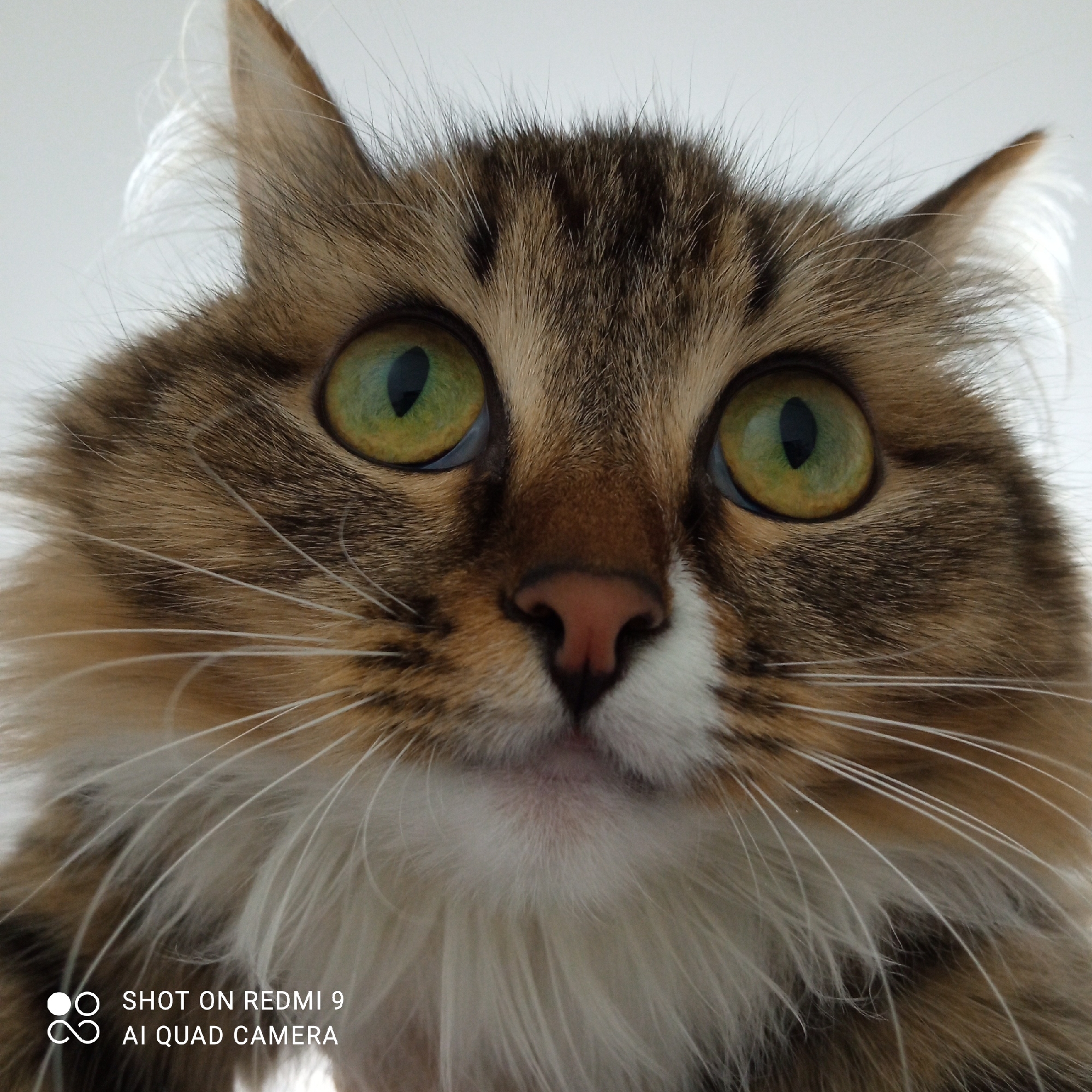 A close-up shot captures the face of a brown tabby cat with green eyes and a pink nose. The cat has a fluffy, long coat with white fur around its mouth and chest. The background is a plain white. The text "SHOT ON REDMI 9 AI QUAD CAMERA" is at the bottom left corner. The image does not provide any location or contextual information to suggest it was taken in Chaikovsky, Russia.