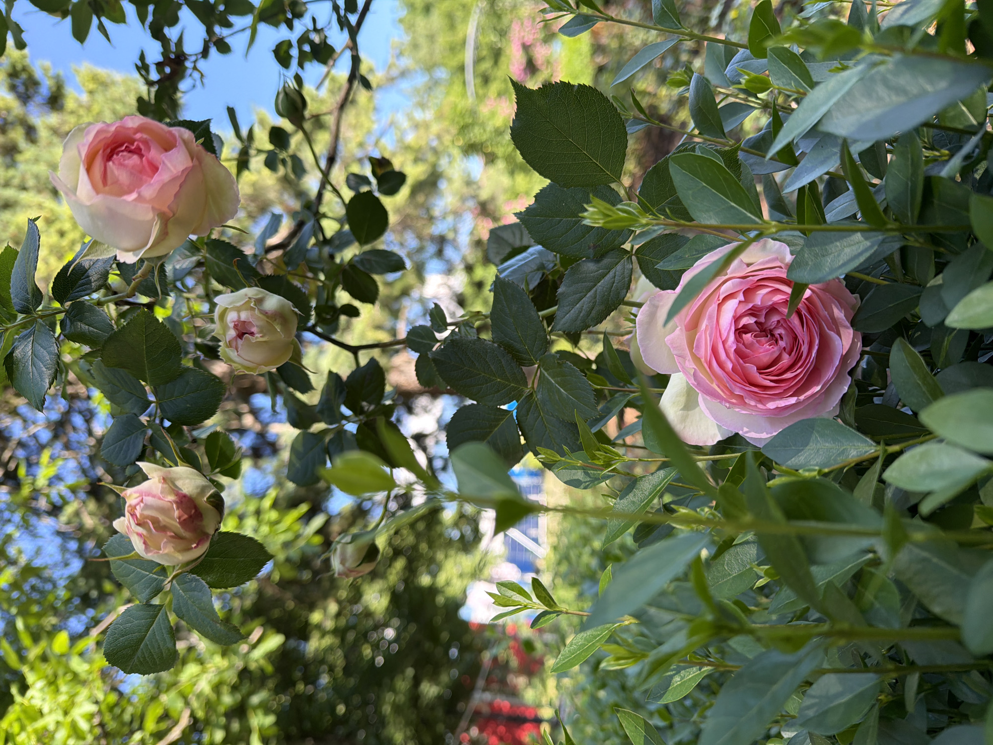 The image shows three pink roses and rosebuds. One rose is fully bloomed with a light pink perimeter and dark pink center with many petals. The other two roses are buds and not fully bloomed. There are many leaves surrounding the roses. The background is out of focus and shows greenery and sky. The location is most likely Sofia, Bulgaria.