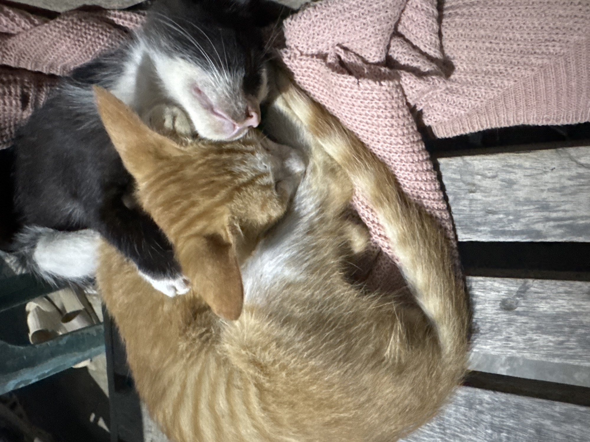 Two kittens, one orange tabby and one black and white, are curled up together sleeping on a pink knitted blanket. The orange tabby is on the left, its body curled into a tight circle with its tail wrapped around it. The black and white kitten is nestled against the orange tabby's back, its head resting on the orange tabby's side. Both kittens appear to be very young and comfortable. The blanket is draped over a wooden surface, which appears to be part of a table or bench. The background is blurred, but suggests an outdoor setting, possibly a garden or patio. The lighting is dim, indicating it may be evening or an overcast day. The overall scene is one of peaceful slumber and companionship. The location of Meunasah Raya, Indonesia is not discernable from the image.