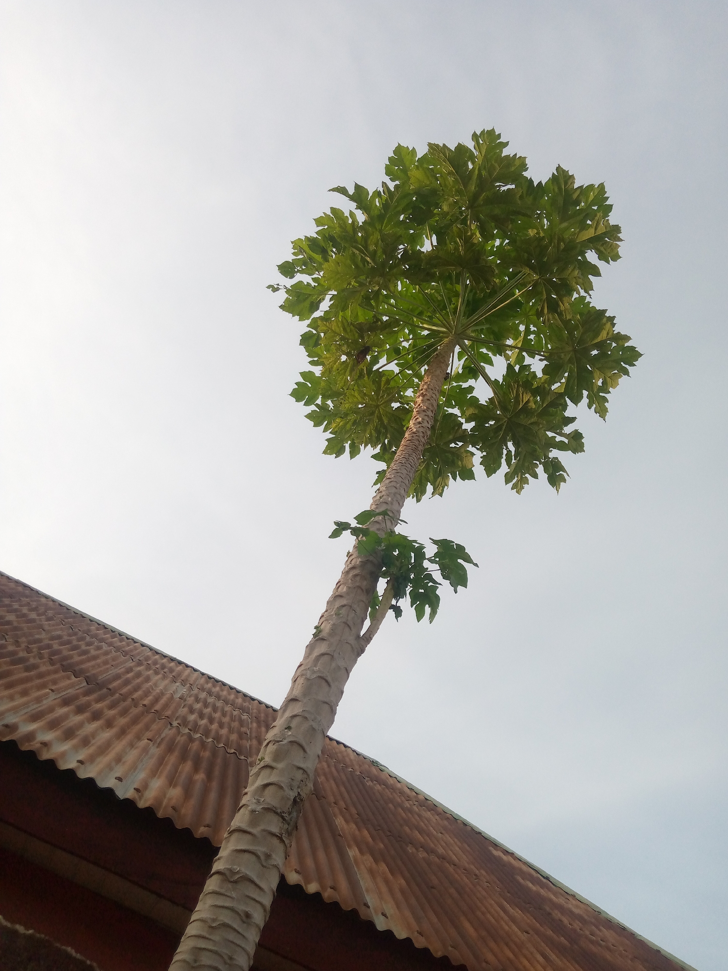 A tall, thin papaya tree with large green leaves grows at an angle towards a rust-colored, corrugated metal roof. The tree trunk is textured and pale grey, with distinct ring-like marks. The sky is overcast and a pale grey. The scene is likely outdoors in Jalingo, Nigeria, suggesting a residential or rural setting.