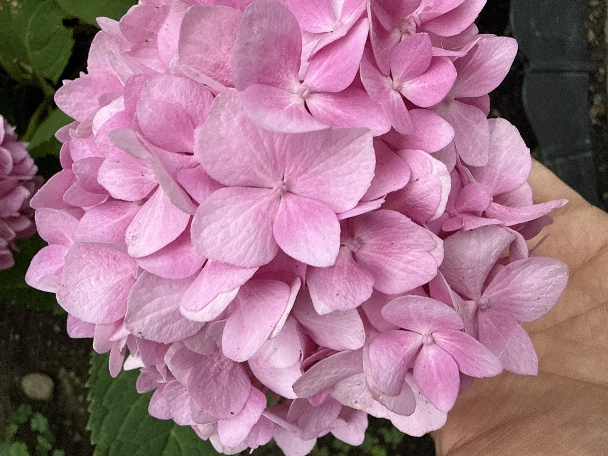 A close-up, eye-level shot showcases a cluster of bright pink hydrangea flowers. The petals are soft and slightly ruffled, with some showing subtle variations in shade from light pink to a deeper magenta. A human hand, with visible skin texture and light brown tones, is gently supporting the flowers from below, with a portion of the hand in the lower left quadrant of the image. The background is softly blurred, with hints of green leaves and dark soil or mulch, suggesting an outdoor garden setting. The lighting appears natural, casting soft shadows and highlighting the delicate textures of the petals. The overall impression is one of natural beauty and gentle care. The exact location within Fairview Township, United States of America, is not discernible from the visual information provided in the image.