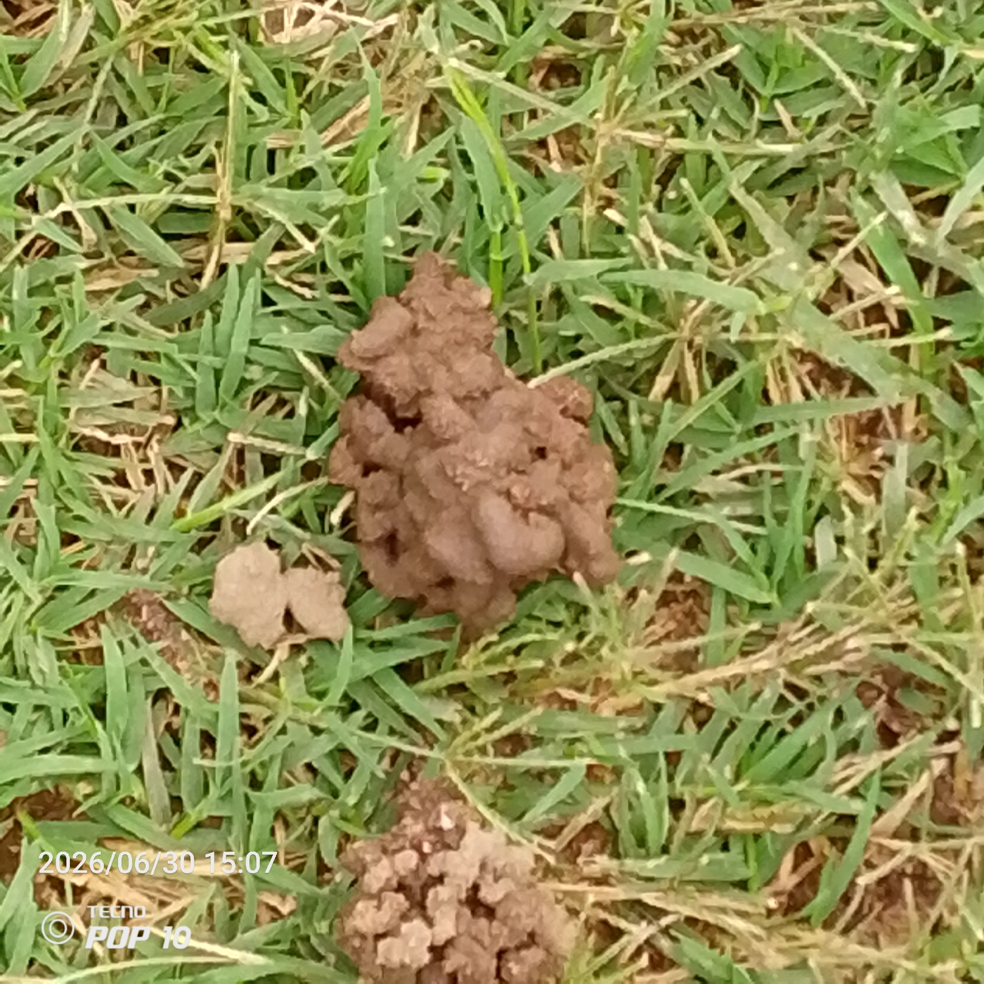 A close-up, overhead shot of a small pile of soil, possibly a molehill, rests on a bed of green and brown grass. The pile is made up of dark brown, clumpy soil, with some lighter brown soil scattered around it. The grass is short and appears somewhat dry in places. In the bottom left corner, a date stamp reads "2026/06/30 15:07" and a phone logo displays "TECNO POP 10". This image was captured in Jalingo, Nigeria.
