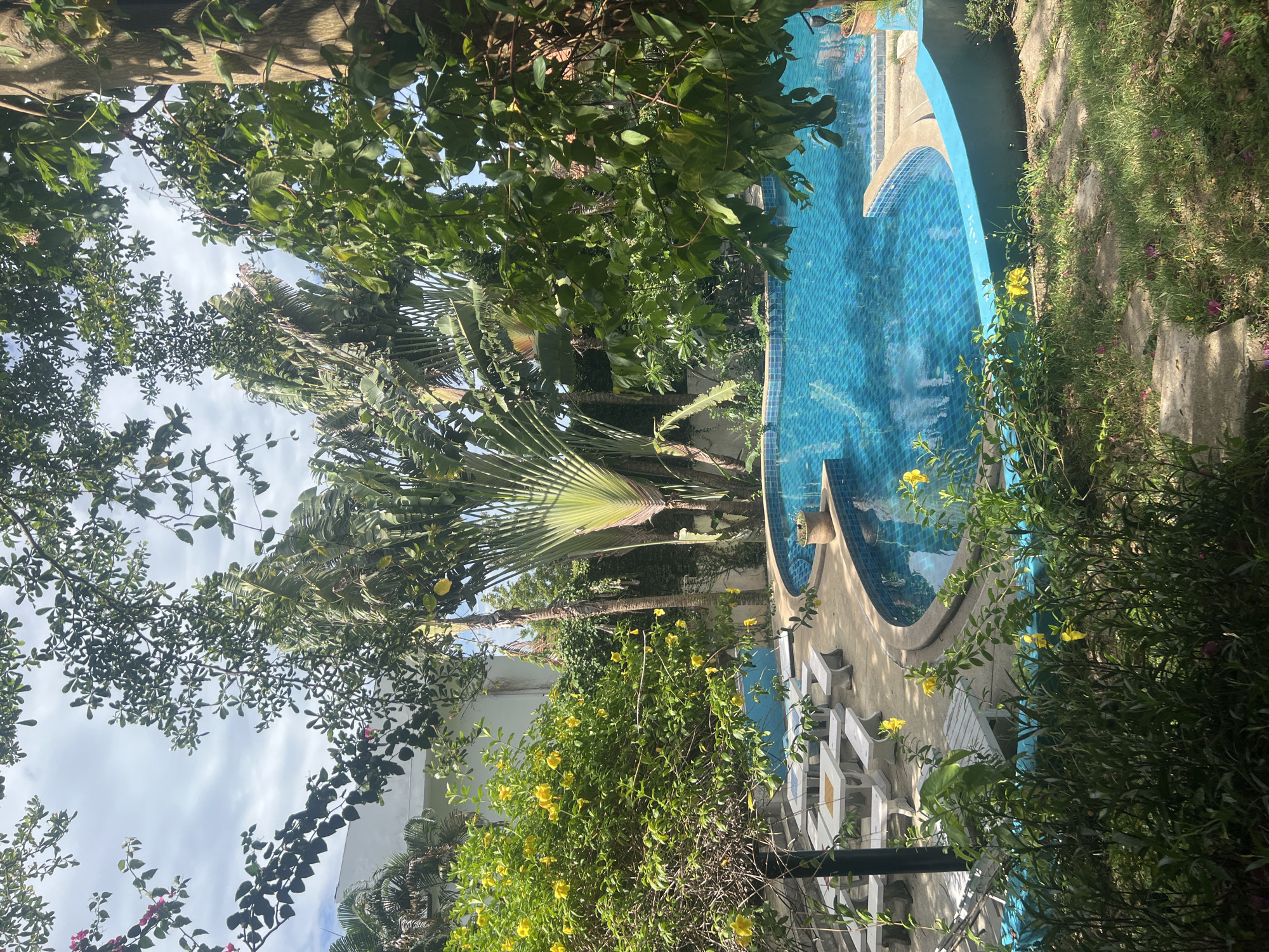 This image depicts an outdoor swimming pool area, likely part of a resort or private residence, in Ko Samui District, Thailand. The pool is kidney-shaped with bright blue, tiled water. Surrounding the pool is a concrete deck and a low blue tiled border. To the left of the pool, several white concrete picnic tables with attached benches are arranged on a paved area.
Lush green foliage and tall palm trees dominate the scene, framing the pool and seating area. A particularly striking fan palm is visible behind the pool. Yellow flowers bloom on a large shrub in the foreground, adding a touch of color. Sunlight filters through the leaves, creating dappled shadows on the ground. A stone pathway leads through a grassy area in front of the pool. The sky above is partly cloudy. No people are present in the image.