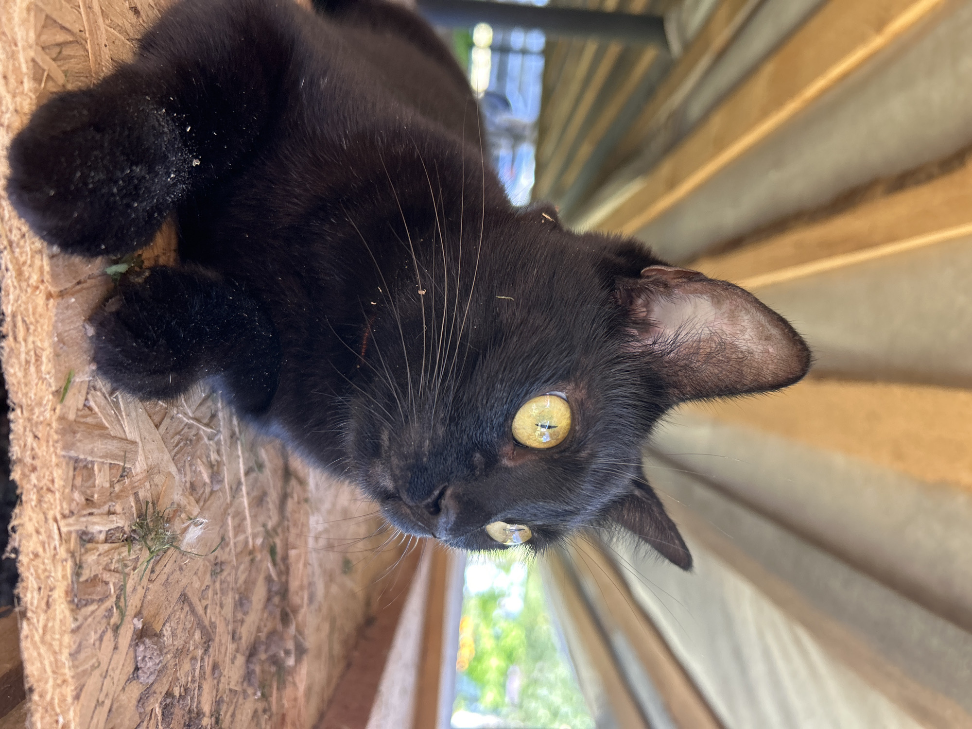 In Калицино, Russia, a close-up, low-angle shot captures a black cat with bright yellow eyes resting on a wooden surface. The cat is facing to the right, with its body partially visible. The background consists of wooden beams and a blurred outdoor scene with greenery. The wooden surface appears to be made of plywood and has some debris on it, including small pieces of wood and grass. The lighting suggests it is daytime.