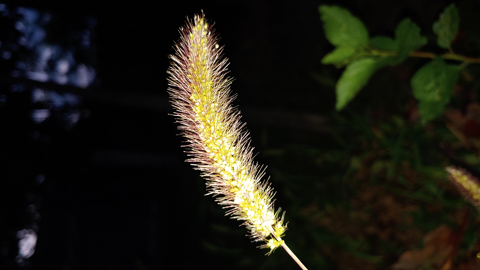 This is a close-up, vertical, slightly downward-angled photograph of a single foxtail grass seed head. The seed head is illuminated from the front, highlighting its yellow-green color and the numerous fine, reddish-brown awns that give it a fuzzy appearance. The seed head is curved, extending from the left side of the frame towards the upper right. The background is entirely dark and out of focus, with some blurred shapes suggesting foliage or trees in the distance. A small portion of a green leaf is visible in the lower right corner, also out of focus. There are no people or animals visible in the image. The lighting suggests it may be evening or a dimly lit environment, potentially at night, with a light source directly on the subject. The image does not contain any information that would place it in Mukachevo, Ukraine.