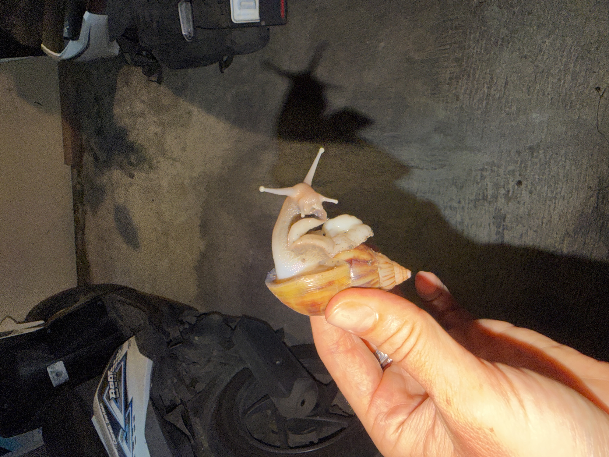 The image depicts a human right hand holding a live Giant African Snail (*Lissachatina fulica*) in a low-light outdoor environment in the city of Kutuh, Indonesia. The hand, displaying a ring on the fourth finger, grasps the snail's conical, spiraled shell, which exhibits reddish-brown and tan coloration. The snail's pale, extended body and prominent eyestalks are visible. In the background, a white and black scooter is partially visible on the left, positioned on a concrete or asphalt surface. To the right, another dark vehicle or object is partially visible, showing a fragment of a white rectangular element, consistent with a license plate. Prominent shadows suggest artificial illumination in an evening or nighttime setting.