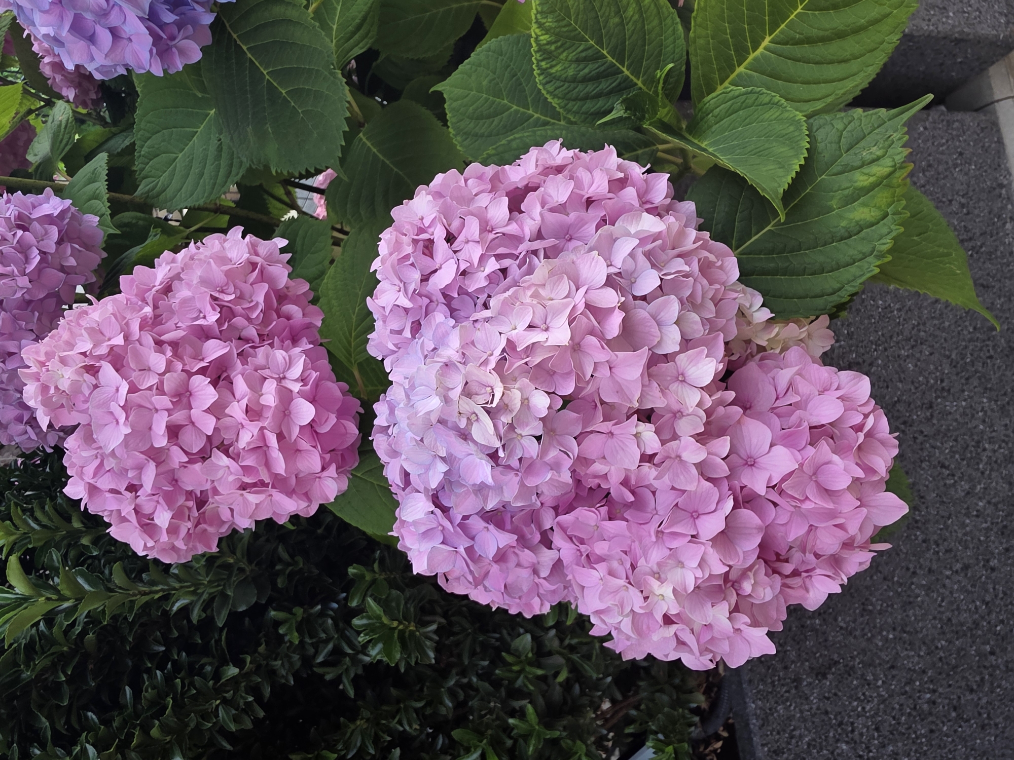 This is a close-up, eye-level, outdoor, vertical shot of several large clusters of pink hydrangeas. The hydrangeas are in full bloom, with many individual florets making up each large, round bloom. The petals are a soft, vibrant pink, with some subtle variations in shade, appearing lighter towards the center of some blooms and tinged with purple. The flowers are densely packed, creating a textured and lush appearance.
To the left of the hydrangeas, there is a dark green, bushy hedge with small, dense leaves. The hedge is out of focus, providing a contrasting backdrop of deep color and texture.
In the lower portion of the image, a dark gray, textured surface is visible, which appears to be a paving stone or pavement.
To the right and in the background, large, green hydrangea leaves are visible. These leaves are broad, ovate, and have serrated edges, with visible veins. Some of these leaves exhibit a slight yellowing or discoloration, suggesting potential stress or nutrient deficiency. In the upper right background, a hint of a purple hydrangea bloom can be seen, suggesting the presence of other colored hydrangeas nearby.
The lighting appears to be natural daylight, casting soft shadows and highlighting the textures of the petals and leaves. The overall impression is one of abundant floral beauty in a garden setting. No people or animals are present in the image. The scene does not provide any specific visual cues to indicate a location within the city of Sochi, Russia.