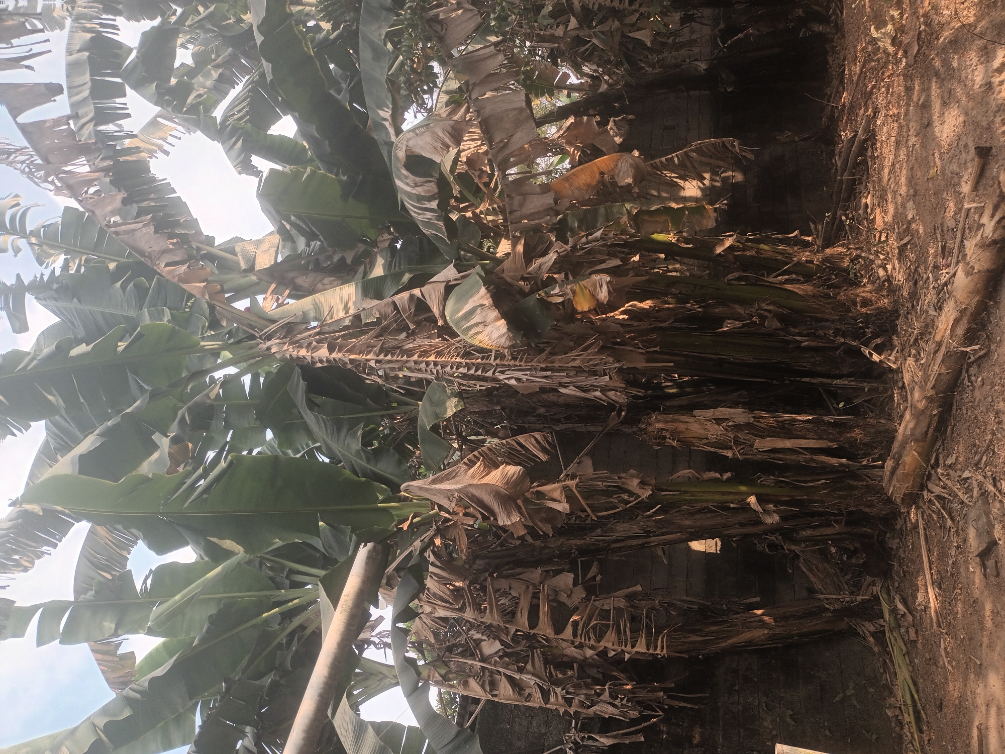 A low-angle, medium shot captures a cluster of banana trees in Mulyo Asri, Indonesia. The trees are a mix of green, healthy leaves at the top and a dense undergrowth of dry, brown, and tattered leaves hanging down. The ground is covered in dry leaves, dirt, and some fallen branches, including a prominent log in the foreground. Behind the trees, a weathered, dark brick wall is visible. The sky is bright and overcast, suggesting it is daytime.