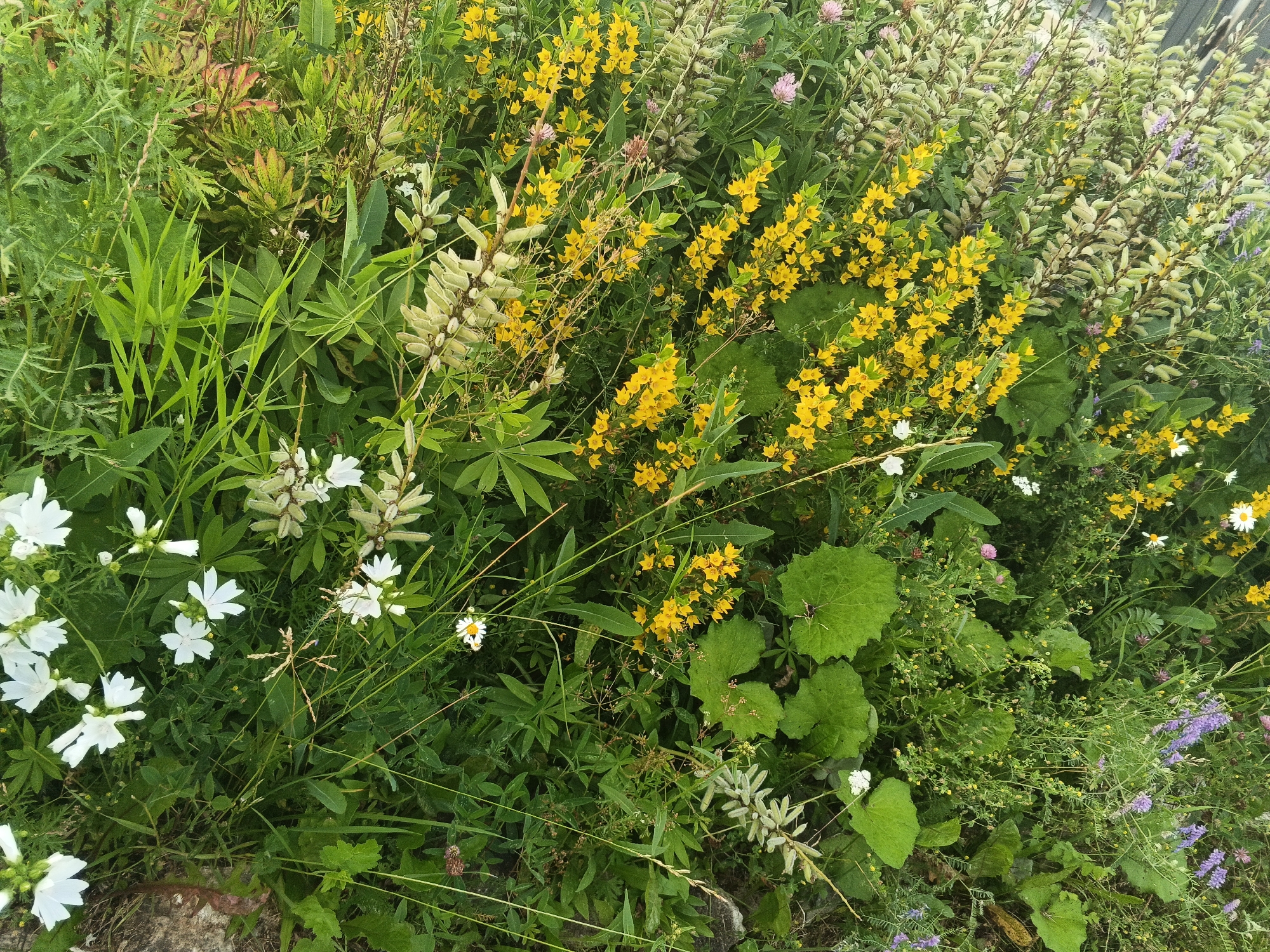 The image depicts a dense, overgrown garden bed filled with a variety of flowering plants and greenery. Dominating the scene are spikes of bright yellow flowers, likely Lysimachia punctata, interspersed with creamy white flowers that resemble lupine seed pods. There are also clusters of delicate white flowers with five petals, possibly mallow. Various shades of green foliage provide a lush backdrop, with some leaves exhibiting a reddish or purplish hue, suggesting stress or a different species. A few small pink clover flowers and sparse purple wildflowers are also visible. The ground is covered in thick grass and other low-lying vegetation, with hints of rocks or soil at the bottom of the frame. The overall impression is one of natural abundance and untamed growth within a garden setting, consistent with an outdoor location such as the city of Medvedyovka, Russia. No people, animals, or discernible actions are present in the image.