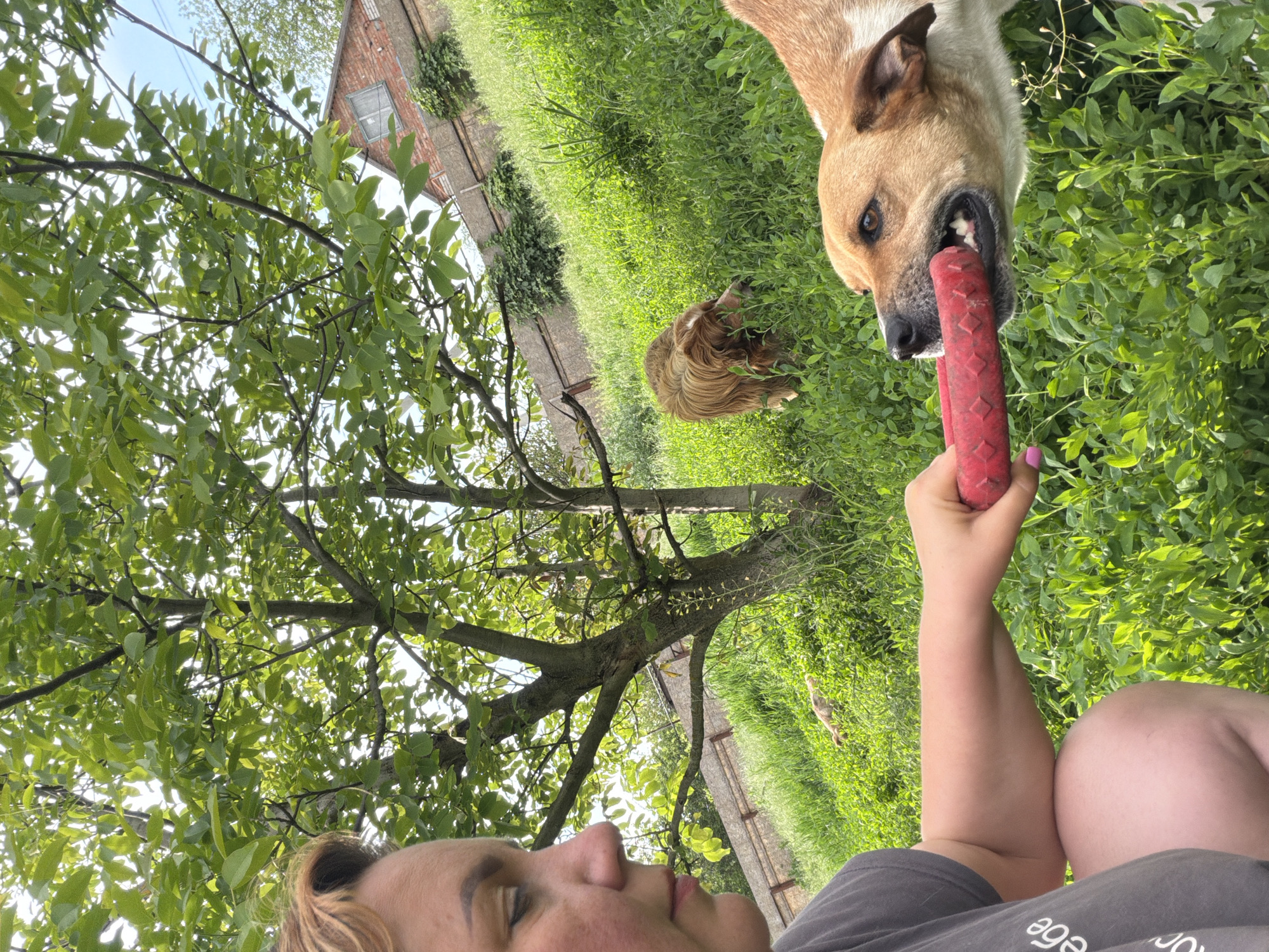 The image depicts a woman in Leningradskaya, Russia, holding a red toy in front of a brown dog, who is grasping the toy in its mouth. A second, smaller brown dog is lying in the grass behind them. The setting appears to be a grassy area, with a brick building visible in the background. A tree with green leaves is partially visible on the left side of the frame. The woman is wearing a gray shirt. The image is oriented at an unusual angle.