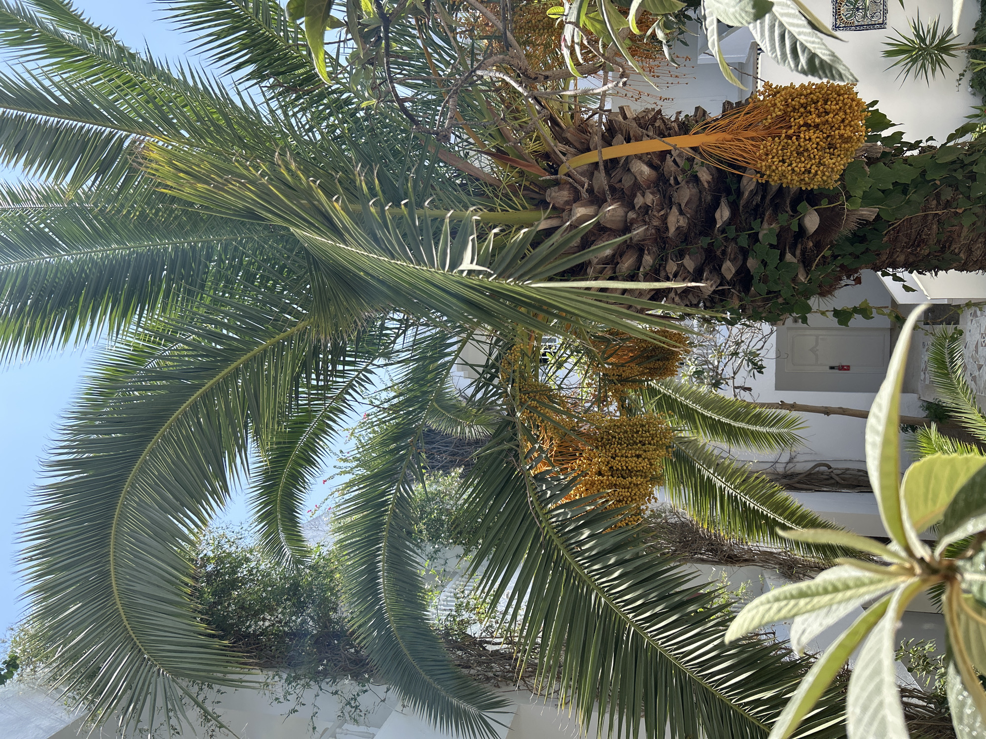 A close-up, eye-level, full outdoor shot captures a date palm tree with yellow fruit bunches against a clear blue sky in Hiboun, Tunisia. The tree is centered in the frame, with its fronds extending across the top and right sides. The textured bark of the trunk is visible, adorned with creeping green ivy. Two prominent bunches of small, yellow dates hang from the tree. In the background, a white building with architectural details and a white door is partially visible, suggesting a courtyard or residential setting. To the left and bottom, a blurred green plant with broad leaves and a small spiky green plant are in the foreground. The scene is illuminated by bright sunlight, casting subtle shadows.