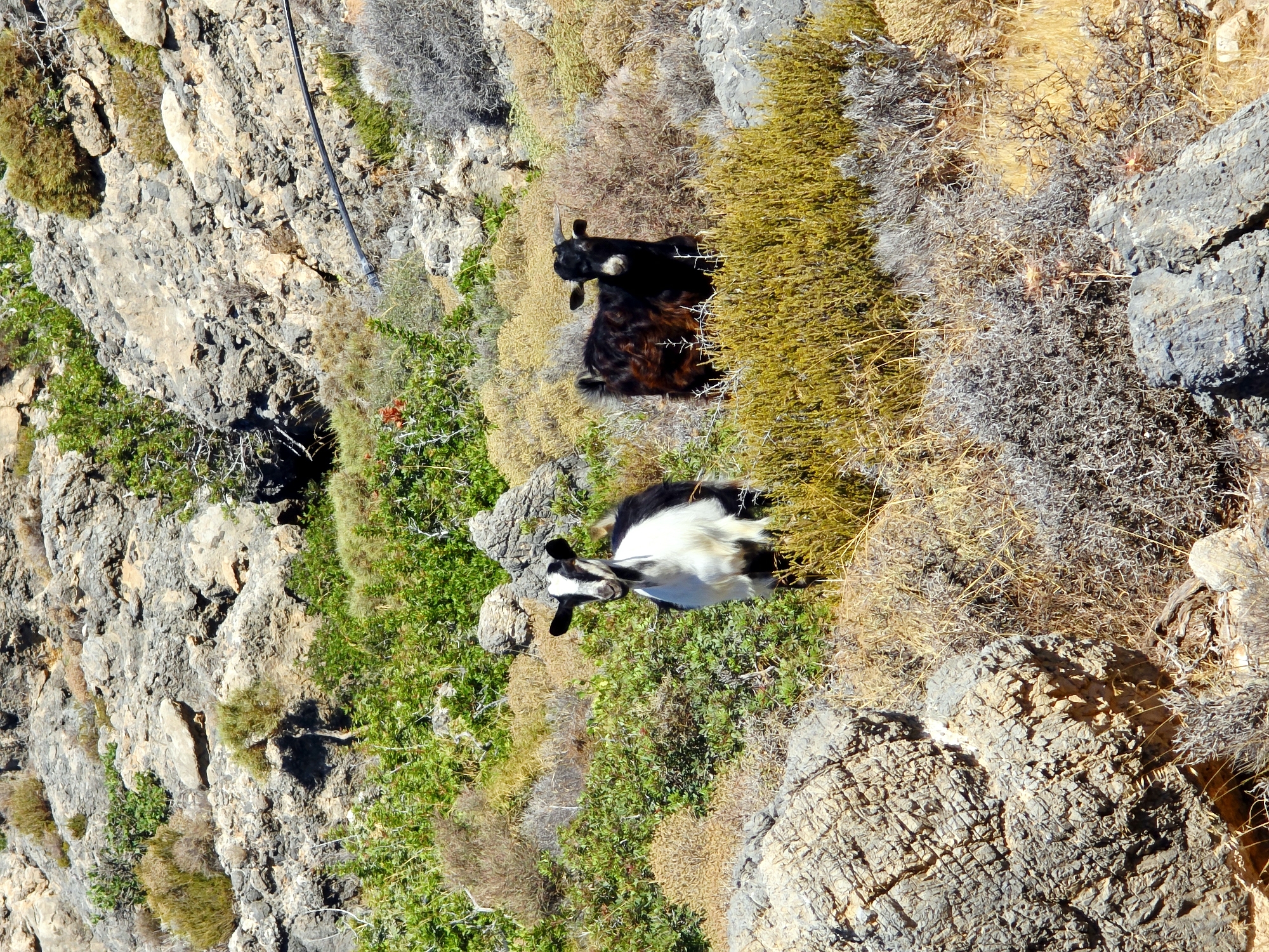 Two goats are standing on a rocky hillside with dry vegetation and some green bushes in Greece. The goat on the left is black and white, facing the camera. The goat on the right is dark brown and also facing the camera. The background is a steep, rocky incline with scattered plants. A black pipe runs across the upper right portion of the image. The scene appears to be a natural, undeveloped area.