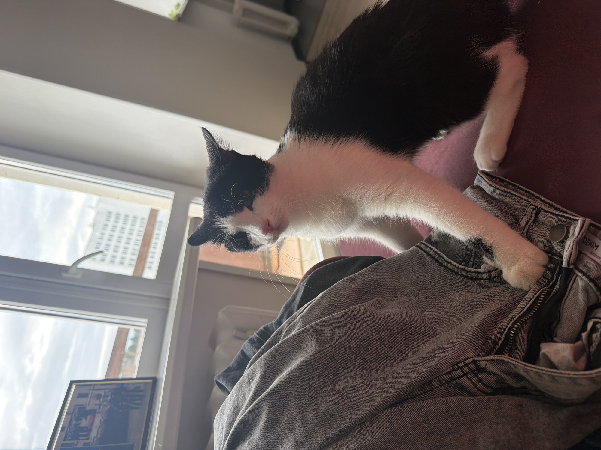 A tuxedo cat is perched on a pile of gray clothing. The cat is predominantly black with white markings on its chest, face, and paws. It extends its right paw onto the zipper of a pair of jeans. Behind the cat, there is a pink surface. A window is visible in the background, showing a cityscape. A building with multiple windows and a pale sky are visible through the window. Below the window is a framed photograph. The image was taken inside, in Chaikovsky, Russia.