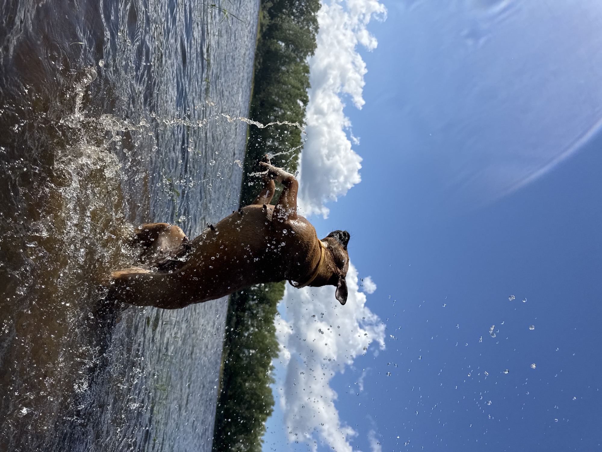 A medium-sized brown dog with a yellow collar is playing in the water near the shore of a lake. The dog is in mid-air, with its hind legs submerged in the water and its front legs extended upward, kicking up a large splash. Water droplets are visible in the air around the dog. The lake is calm with ripples on the surface, and a dense line of green trees forms the background on the opposite shore. The sky above is a vibrant blue with scattered white, fluffy clouds. The scene appears to be set on a sunny day. The location is identified as the Kama River, near the city of Chaikovsky, Russia.