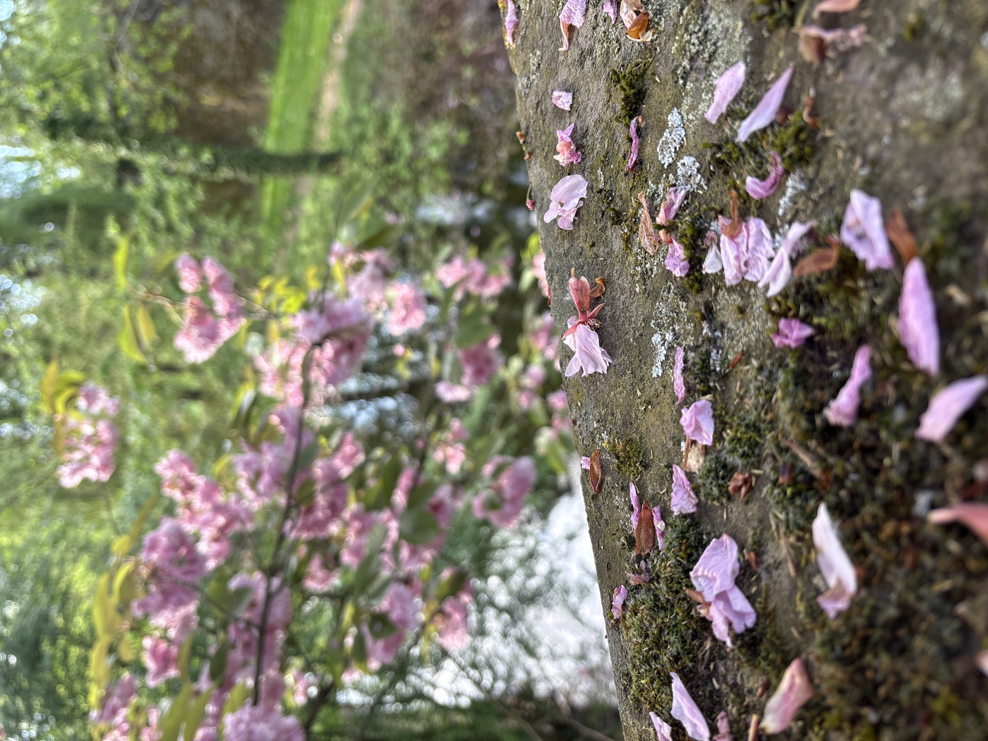 This portrait-oriented image captures a close-up of a tree trunk adorned with fallen pink petals, set against a blurred background of blossoming trees. The tree trunk, positioned on the right side of the frame, runs diagonally upwards and is covered in textured grey-green bark, interspersed with patches of green moss and some lighter grey lichen. Numerous delicate, light pink petals, likely from cherry or similar fruit blossoms, are scattered across and gently adhered to the rough surface of the trunk. Some petals show slight browning at their edges, indicating they have fallen recently.
In the mid-ground and background, the scene is rendered with a soft, out-of-focus blur. Here, dense clusters of vibrant pink flowers, matching the petals on the trunk, are visible on tree branches, suggesting a full bloom. The overall impression is one of lush spring foliage and blossoms. Greenery from other trees or bushes, also blurred, fills much of the remaining background, with occasional bright spots suggesting sunlight filtering through leaves or reflecting off surfaces.
The lighting appears bright and natural, indicating it is daytime. The presence of abundant blossoms and fallen petals strongly suggests the season is spring. There are no people, distinct activities, or visible text in the image. The setting appears to be an outdoor natural environment, such as a garden or park, in Strasbourg, France.