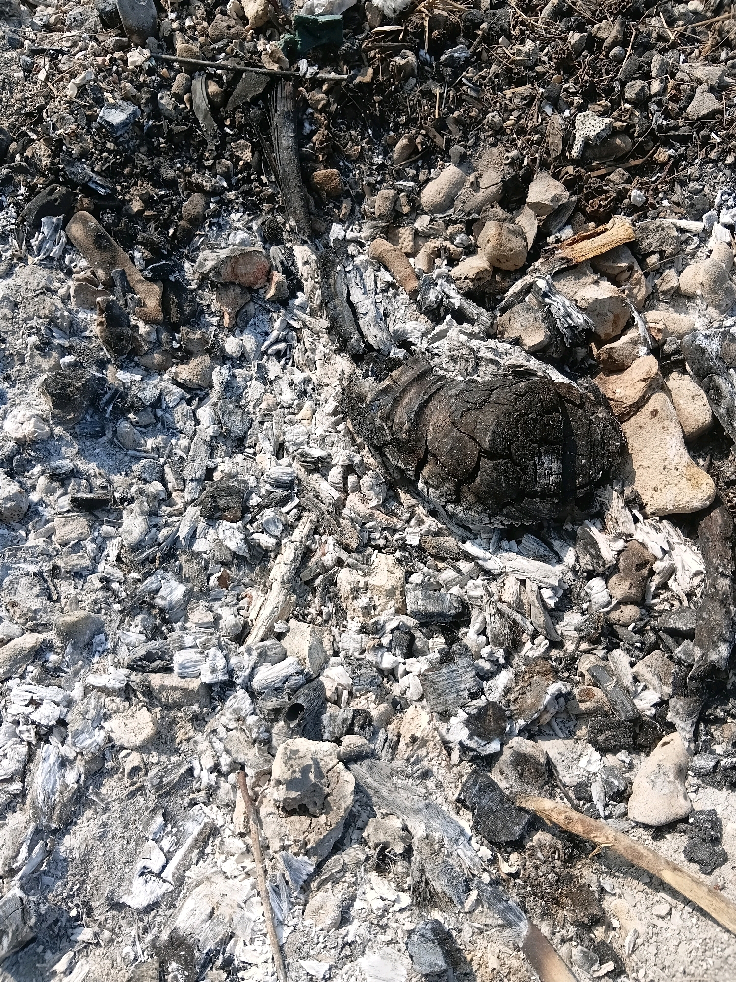 The image shows a close-up, overhead view of a pile of ash and charcoal from a fire. The material is granular and fragmented, with varying shades of gray, white, and black. Scattered amongst the ash are larger pieces of charcoal, some appearing as burnt wood fragments and one prominent, roughly spherical piece of charcoal with a cracked surface. There are also small stones and pebbles mixed into the debris. The ground appears to be uneven and possibly dry, with some twigs or thin branches visible. The overall impression is one of a recently extinguished fire. There is no indication of the location being in Cikal, Indonesia, or any other specific geographical information. The scene is devoid of any people or human activity.